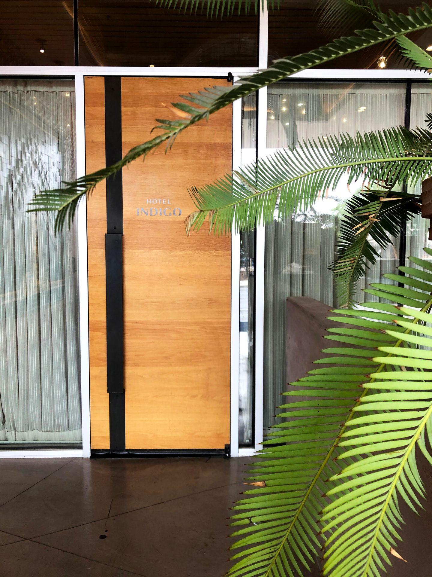 The entrance to Hotel Indigo. There is a large green palm in front of the light wood door.