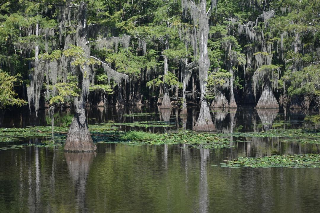 10 Things To Do In The Texas Piney Woods: Hiking, Small Towns And 