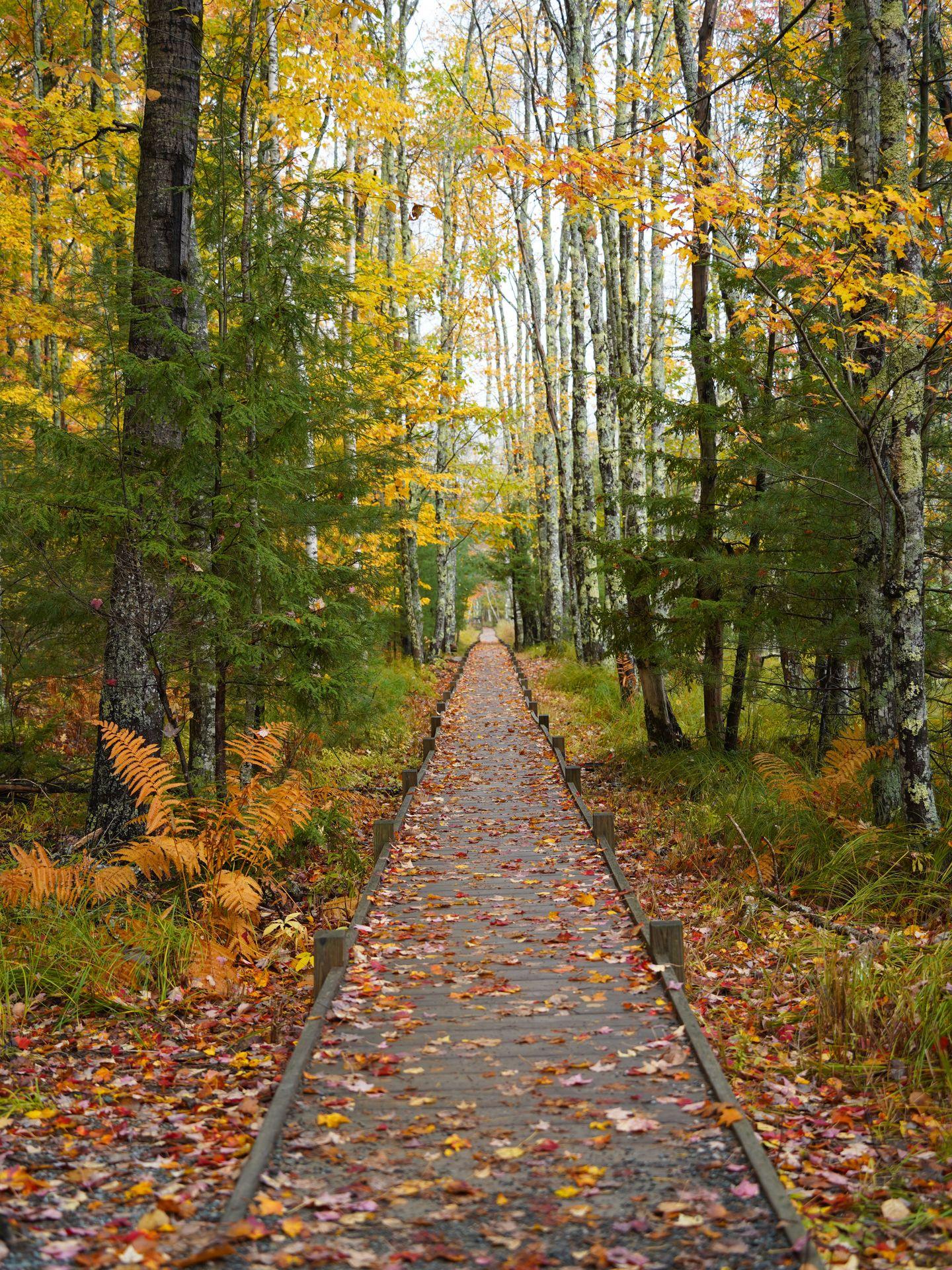 Looking down the Jesup Path boardwalk trail in Acadia. It's lined with fall colors.