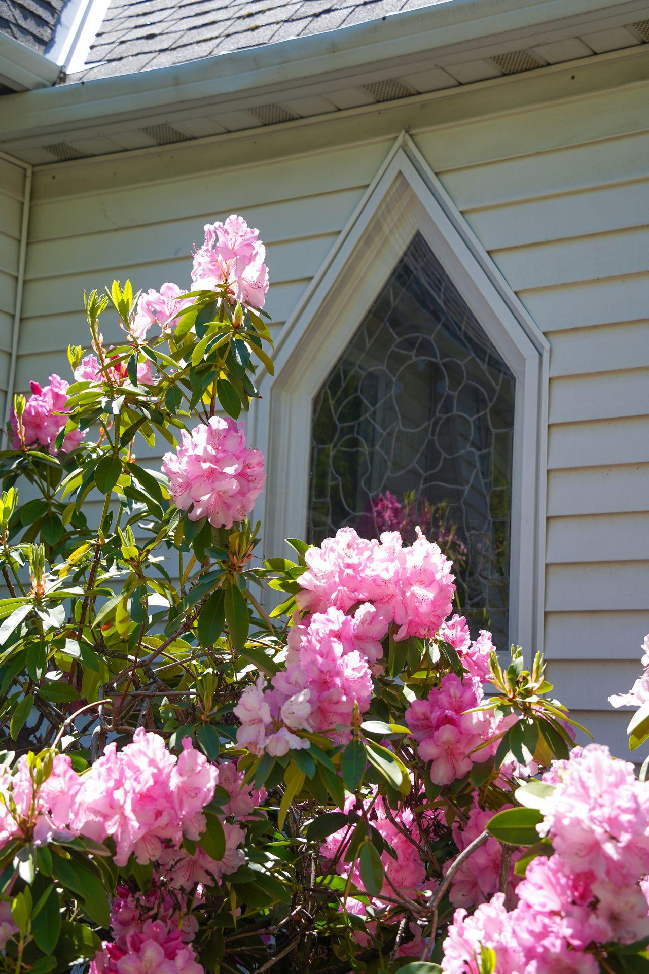 Pink flowers in front of a church window in Downtown Grants Pass