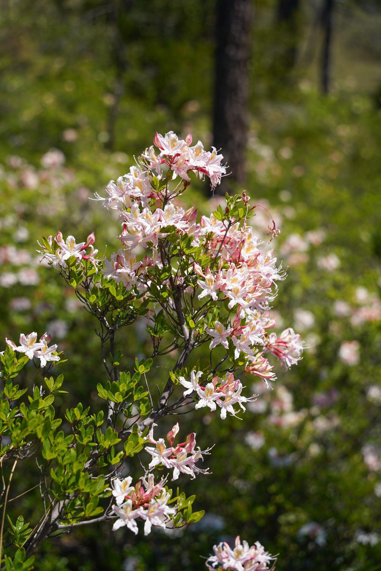 A close up view of pink flowers at the Eight Mountain Botanical Area