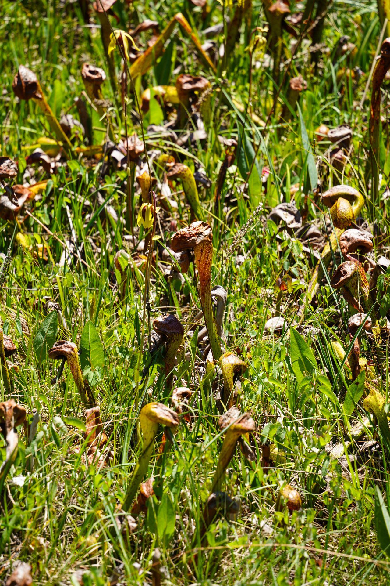 A close up of pitcher plants seen in Eight Dollar Mountain Botanical Area