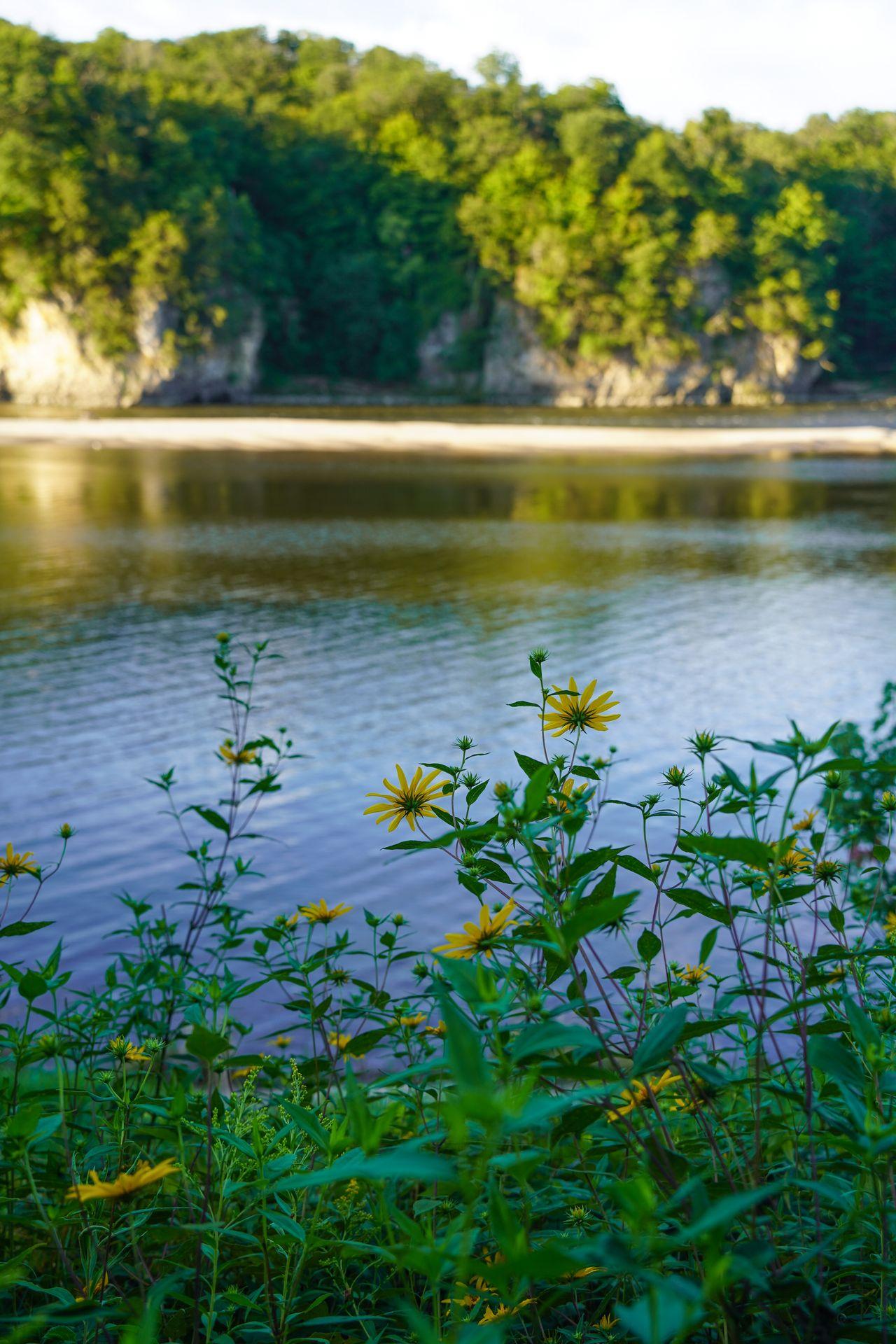 Yellow flowers in the foreground with the background of a river and white bluffs in the distance.