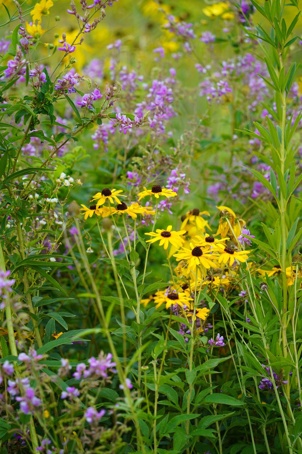 Yellow and purple flowers at Pinicon Ridge Park