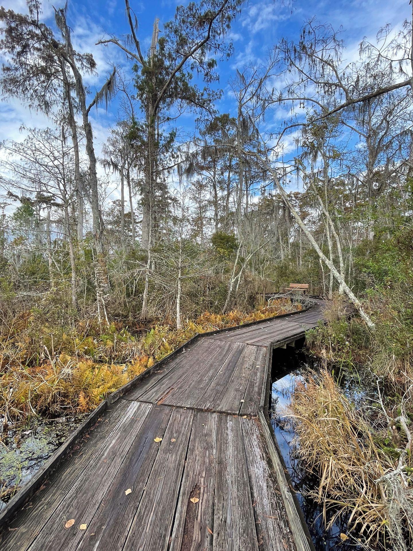 A boardwalk trail over water and surrounded by trees and grasses