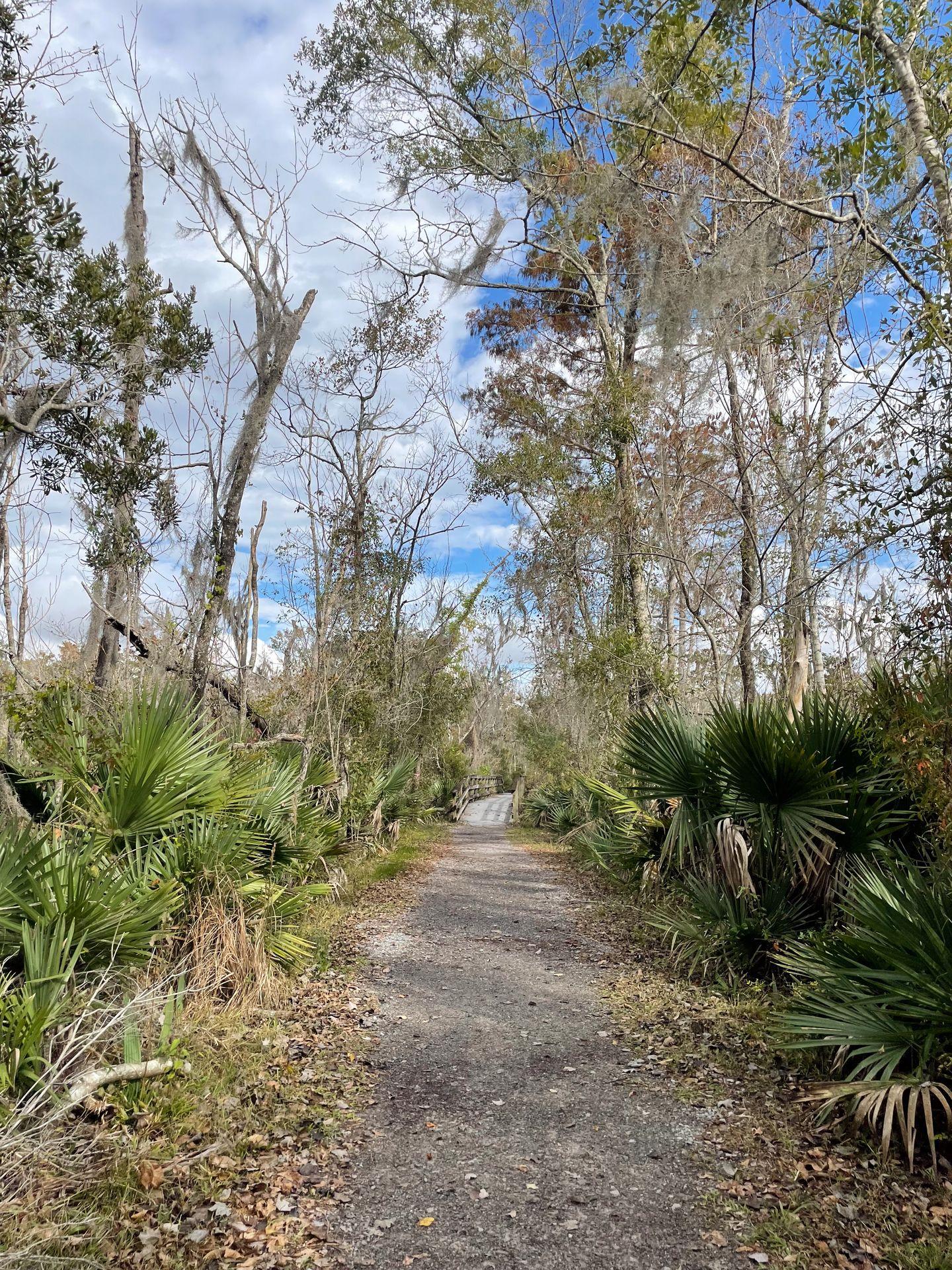 A trail flanked by palmettos and tall trees in Jean Lafitte National Historical Park