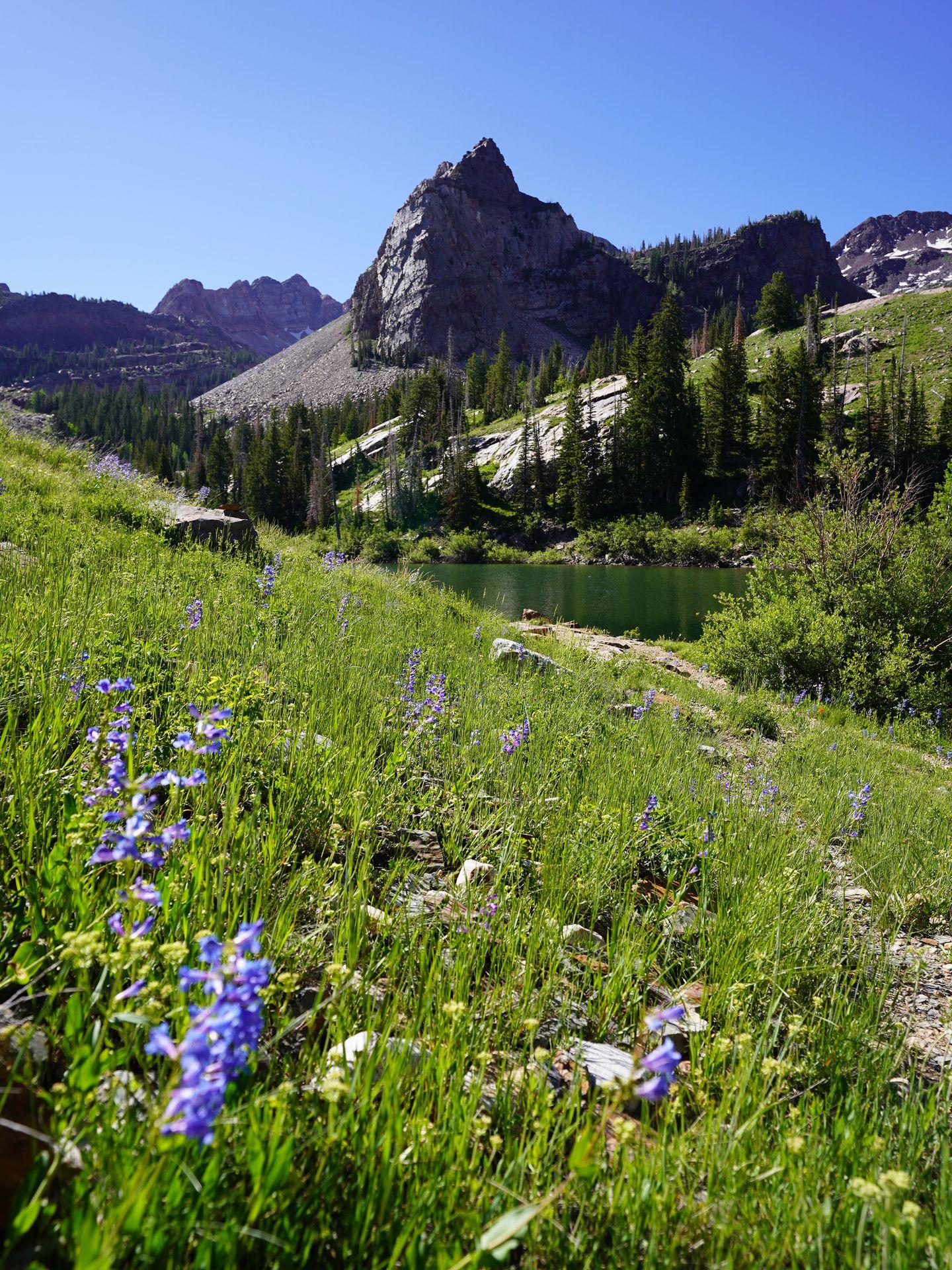 Green grass and some flowers in front of Lake Blanche with a mountain in the distance.