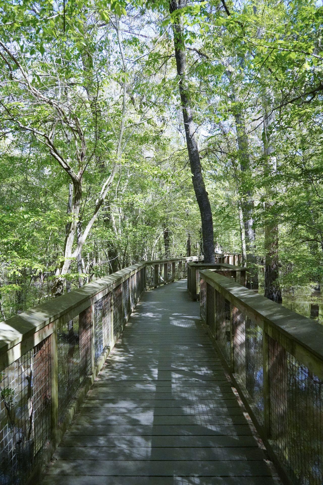 A boardwalk trail surrounded by green trees in Congaree National Park