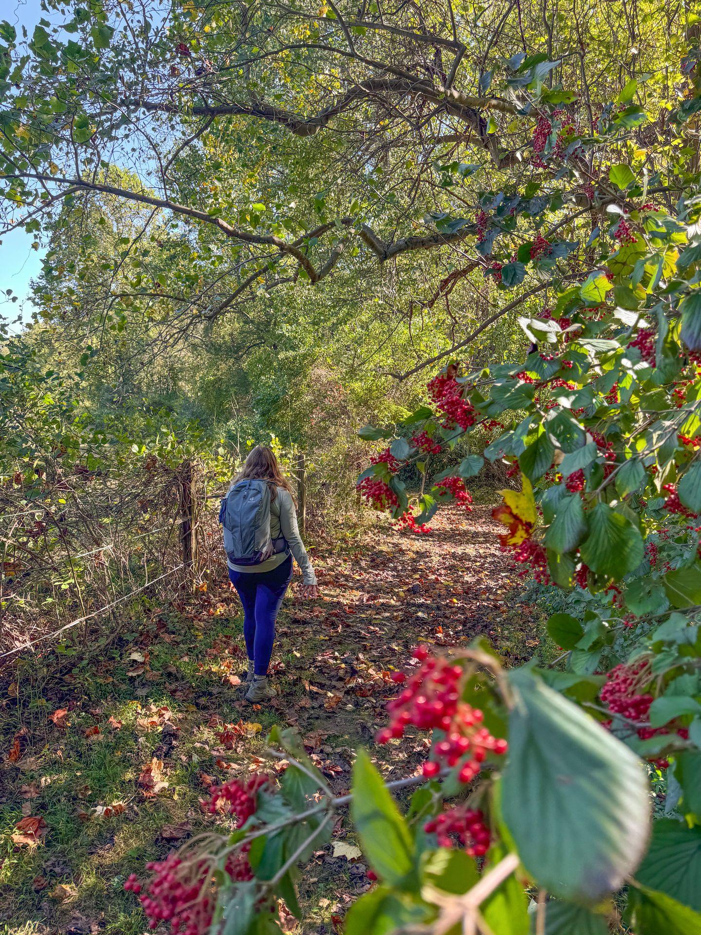 Lydia hiking next to a tree covered in red berries