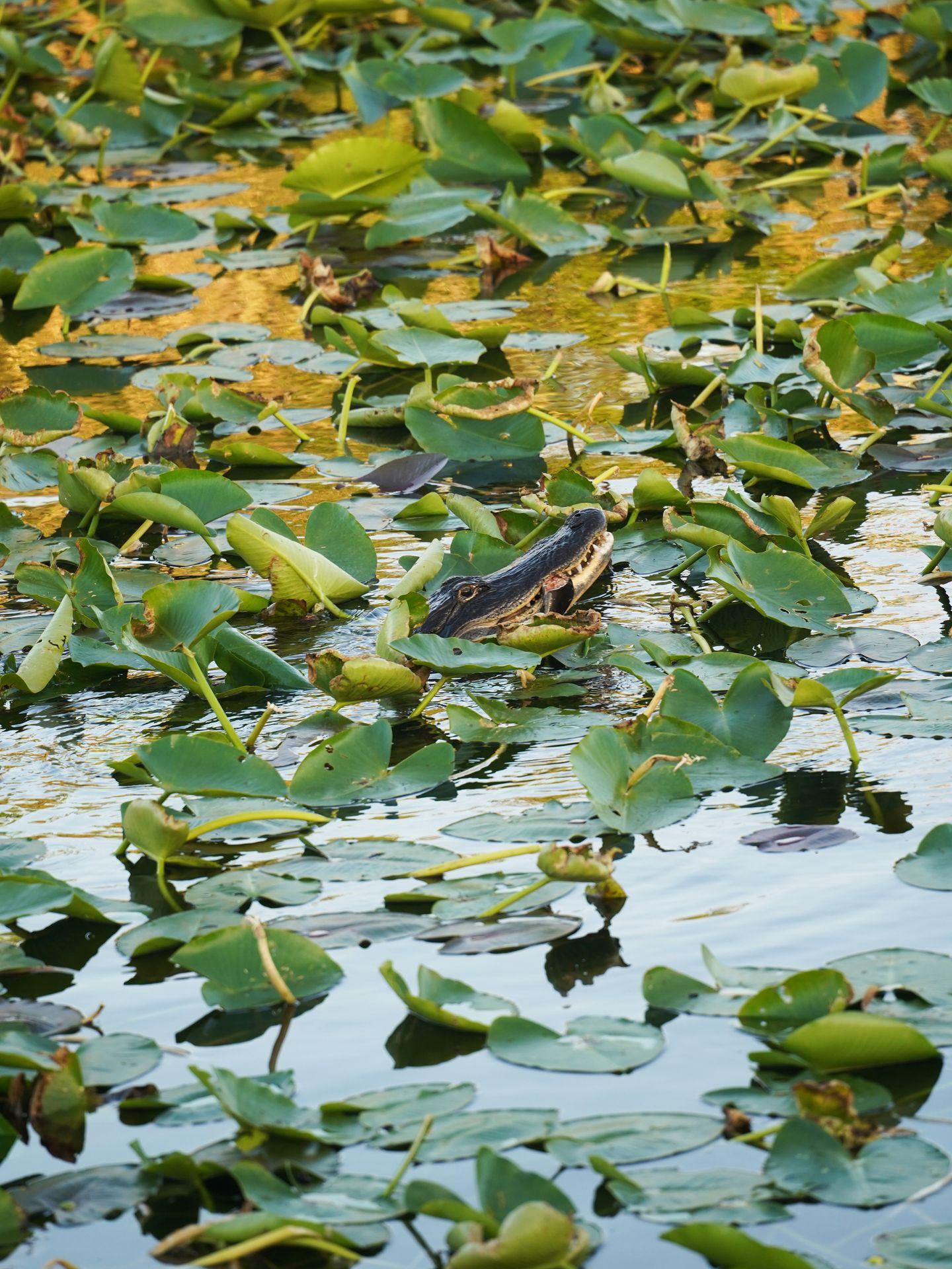 An aligator swimming among many lily pads with a fish in its mouth