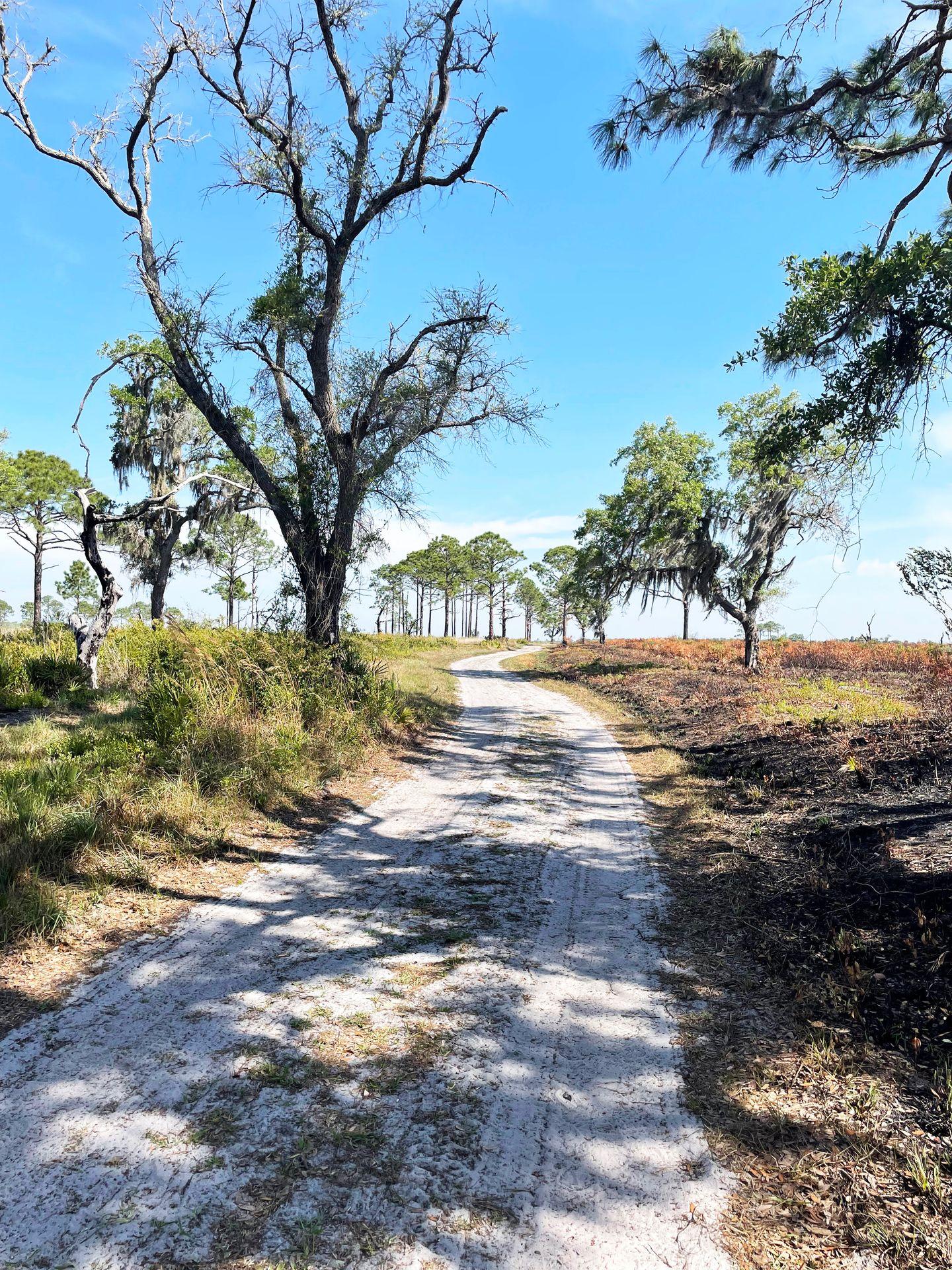 A white, sandy path that winds forward with a few trees on either side