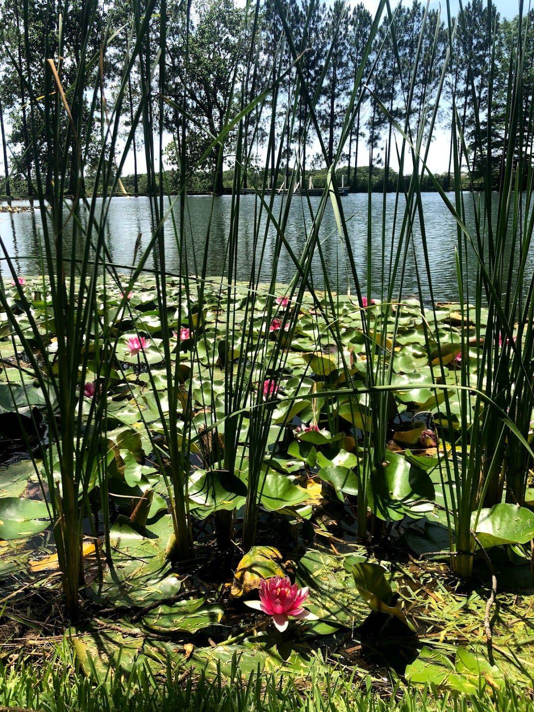 A lily pond in the backyard of Das Peach Haus.