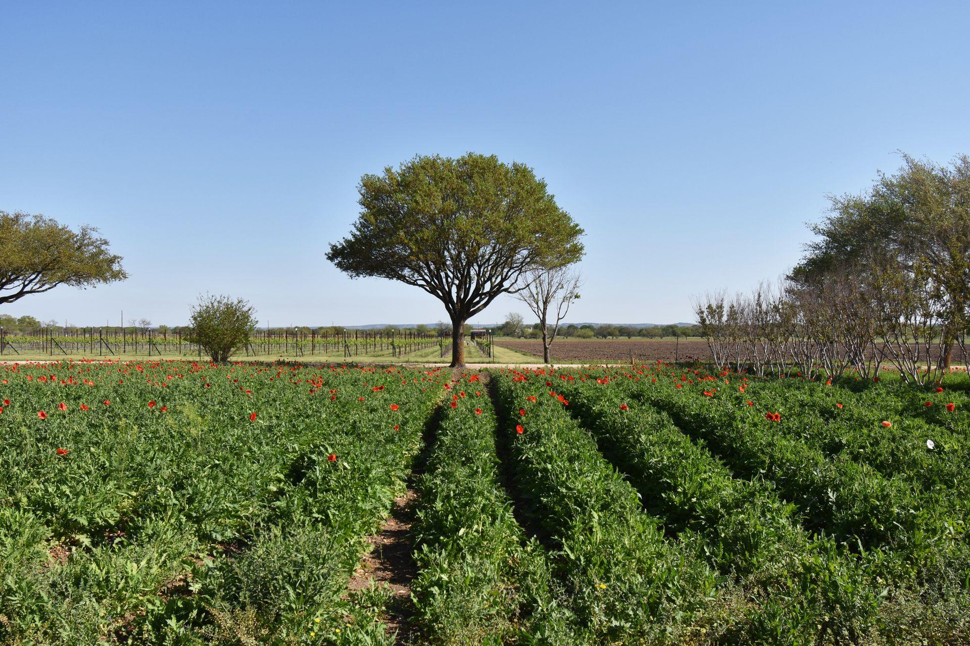 Rows of greenery with red poppies growing and a large tree in the background at Wildseed Farms.