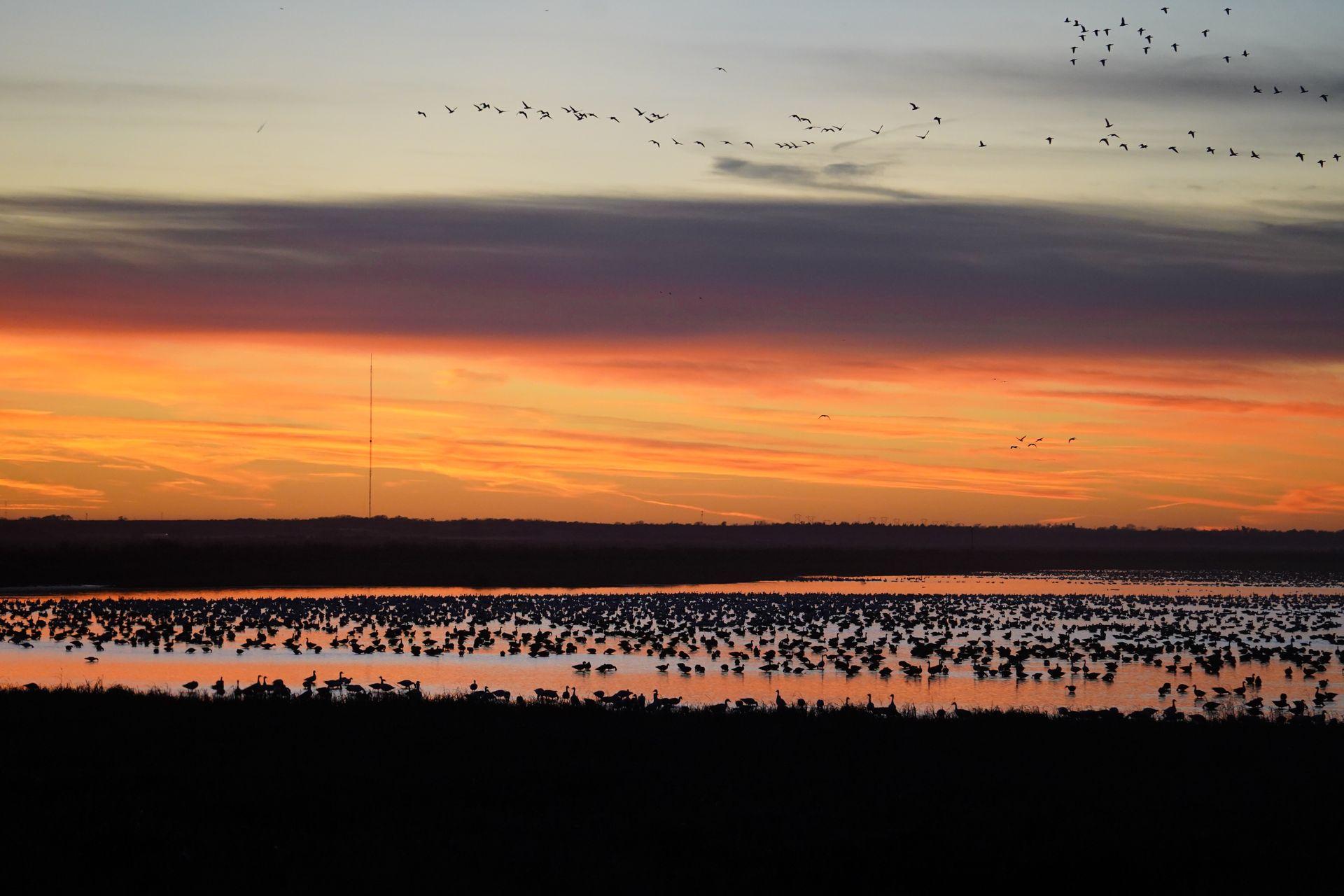 A pool of water with 100's of birds at sunset at Cheyenne Bottoms