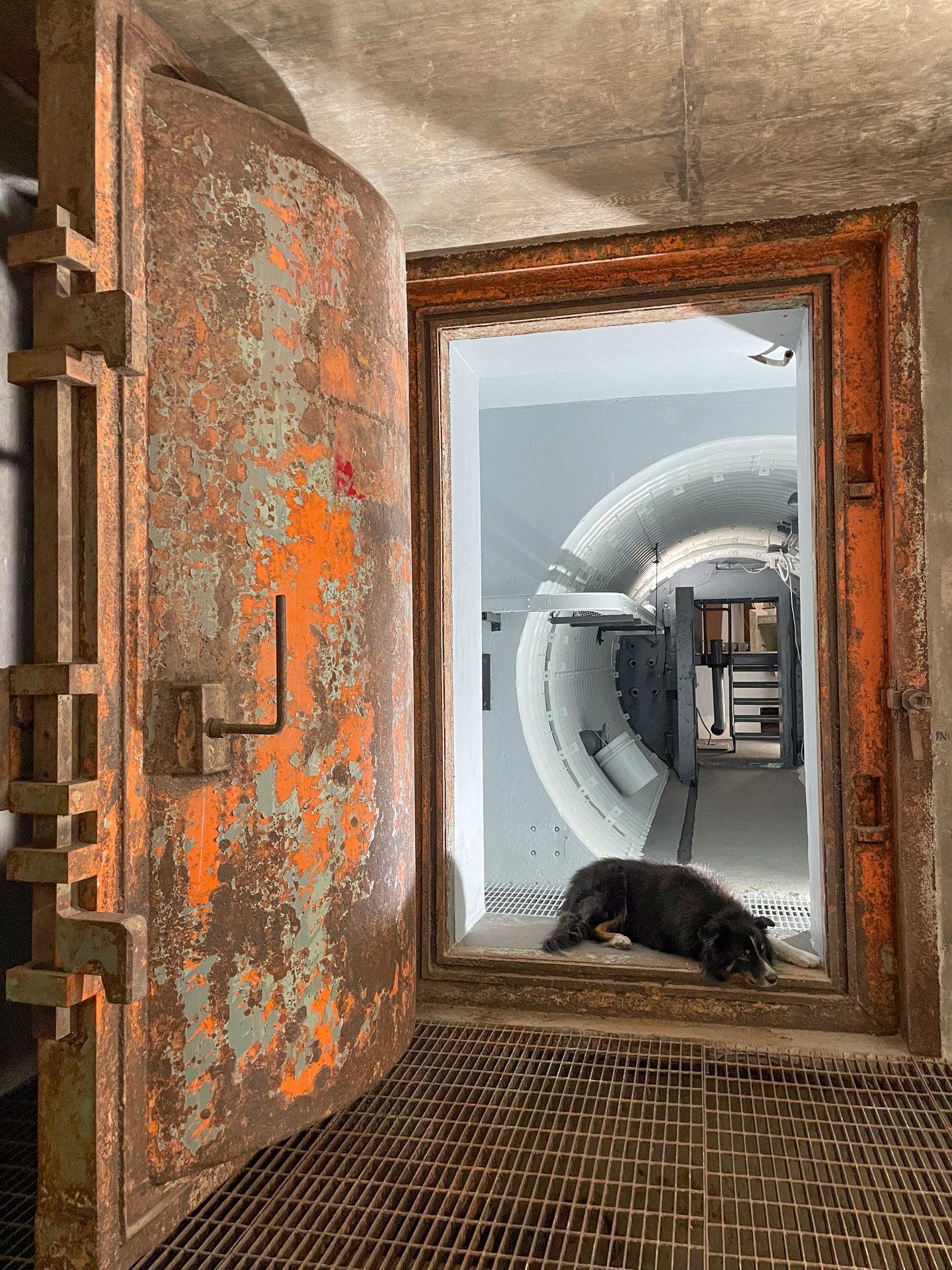 A dog laying down in one of the tunnels that lead to the missile silo at Atlas ad Astra