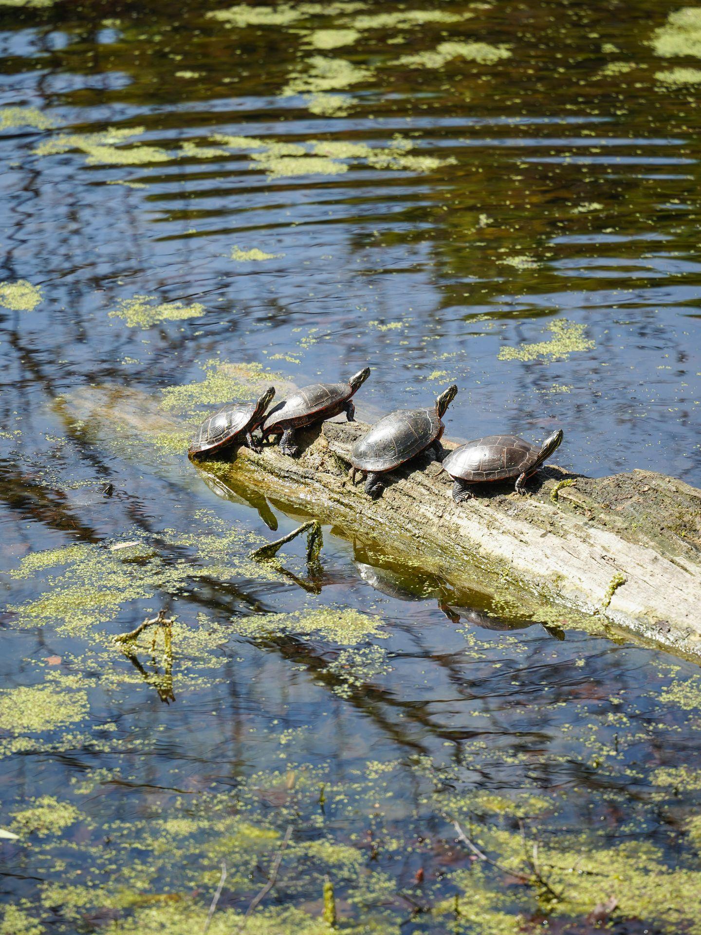 Four turtles on a log in a pond at Olbrich Botanical Gardens