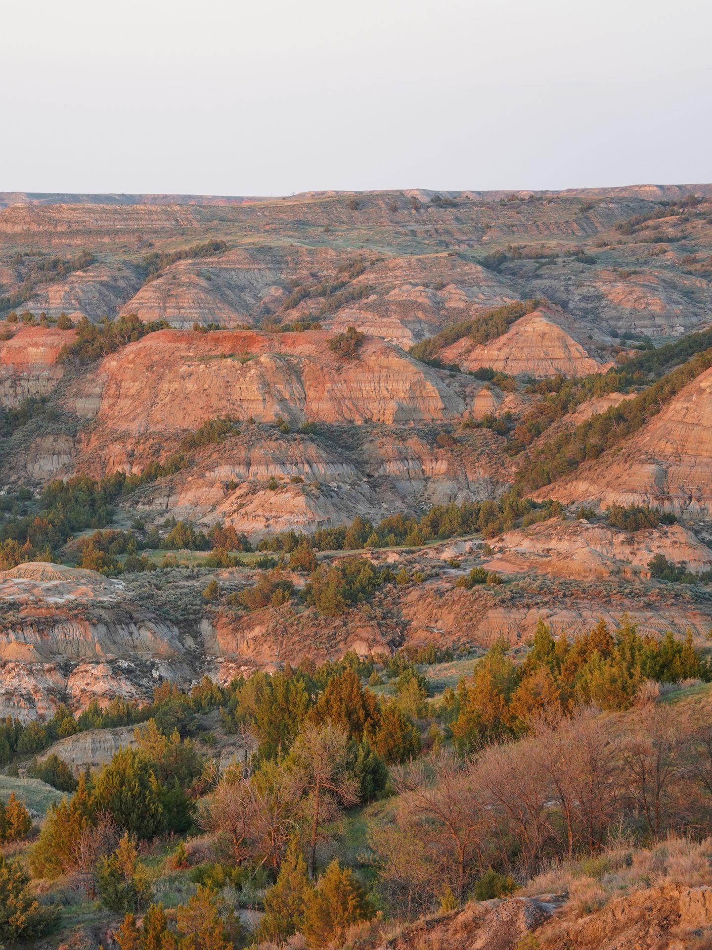 Stripey hills turning pink at sunset in Theodore Roosevelt National Park