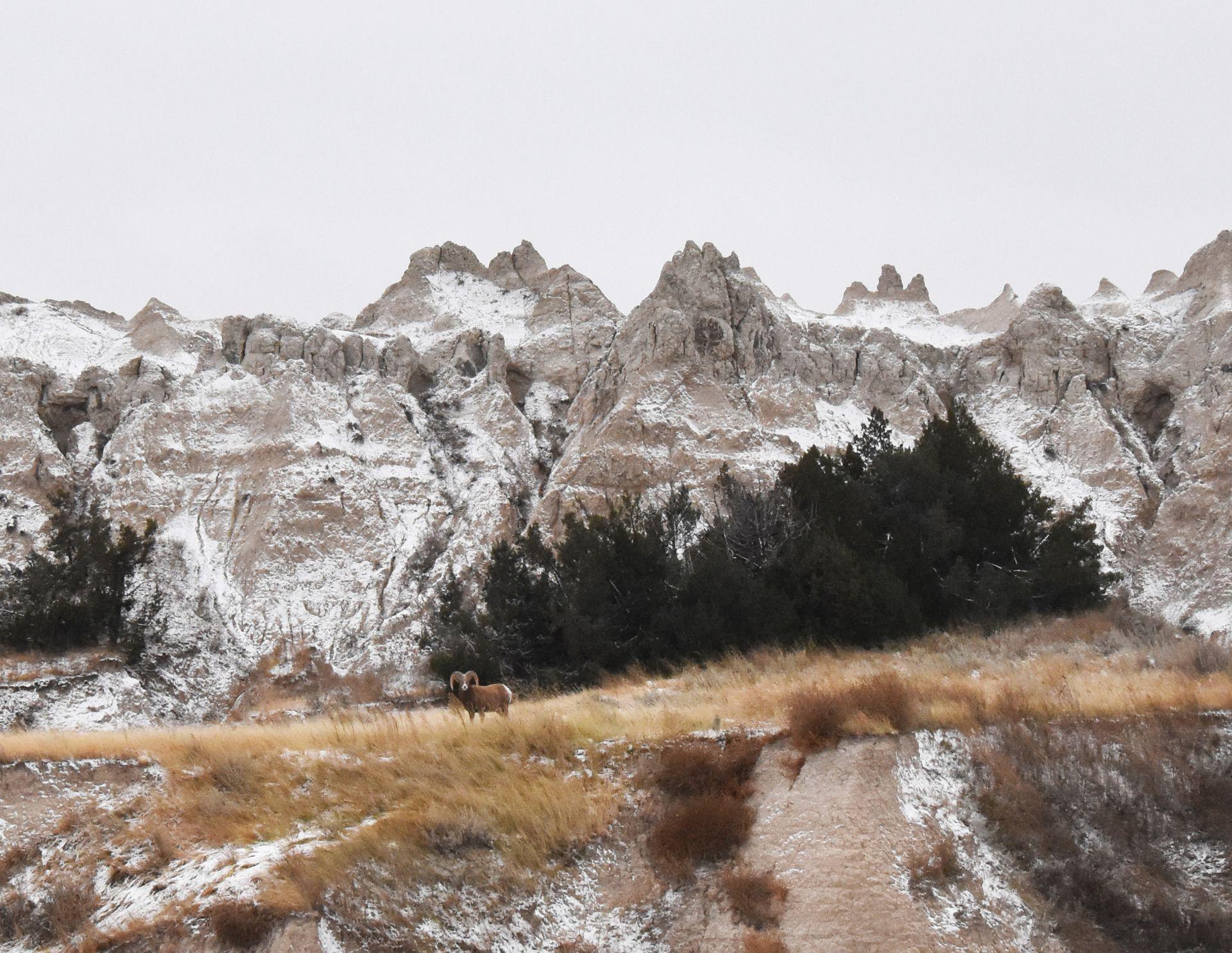 A bighorn sheep up on a hill with badland rock formations towering behind it.