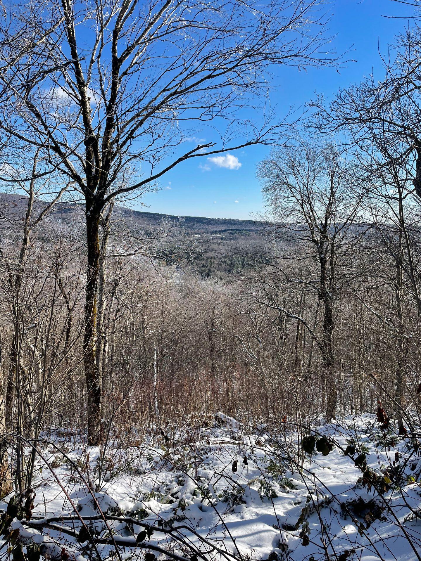 Looking through the trees at a view of the surrounding area. There is snow on the ground