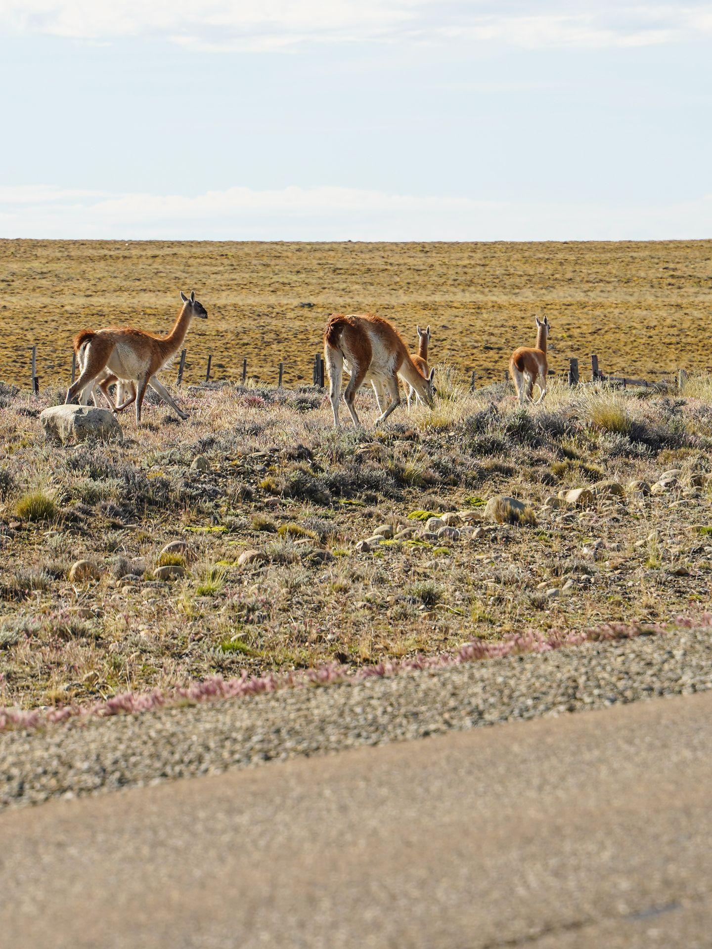 Several guanacos along the road in Patagonia.