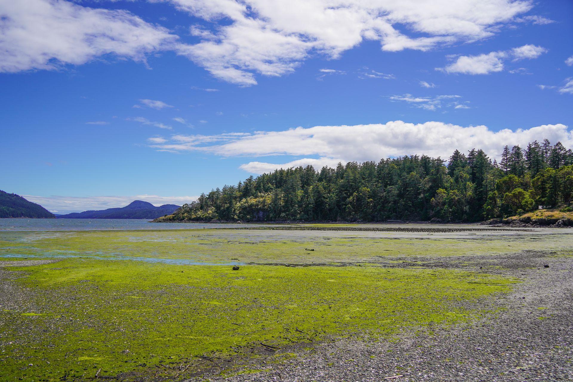 A stretch of beach area with green algae on Orcas Island