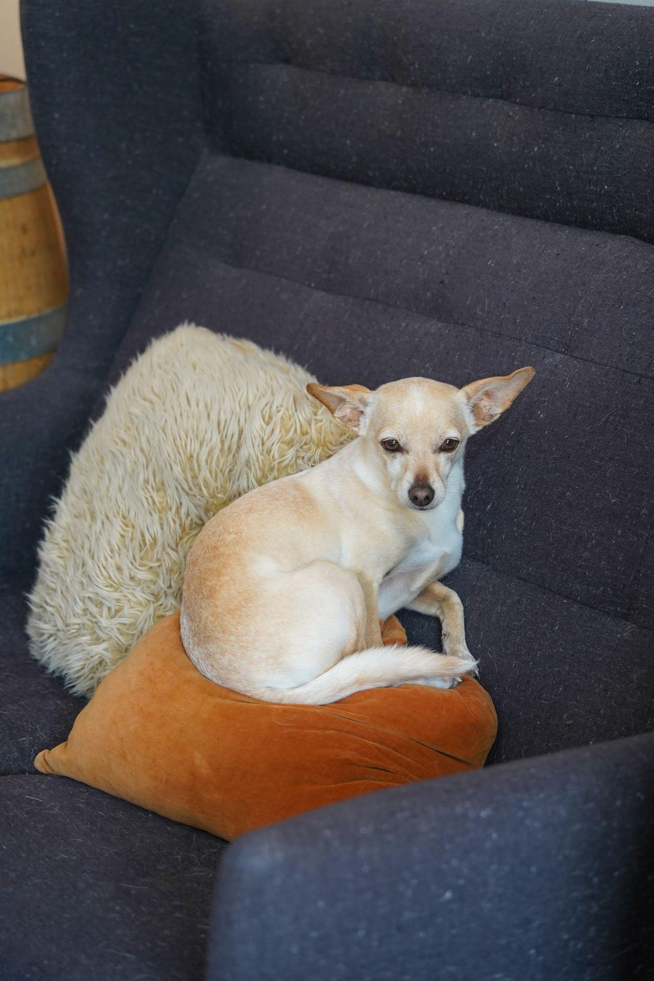 A small dog curled up on a pillow at Orcas Island Winery