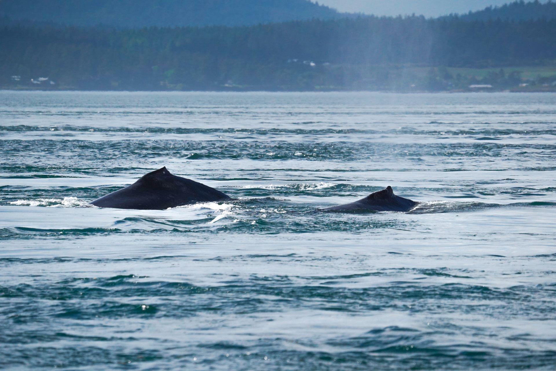 Two humpback whales with their fins coming out of the water