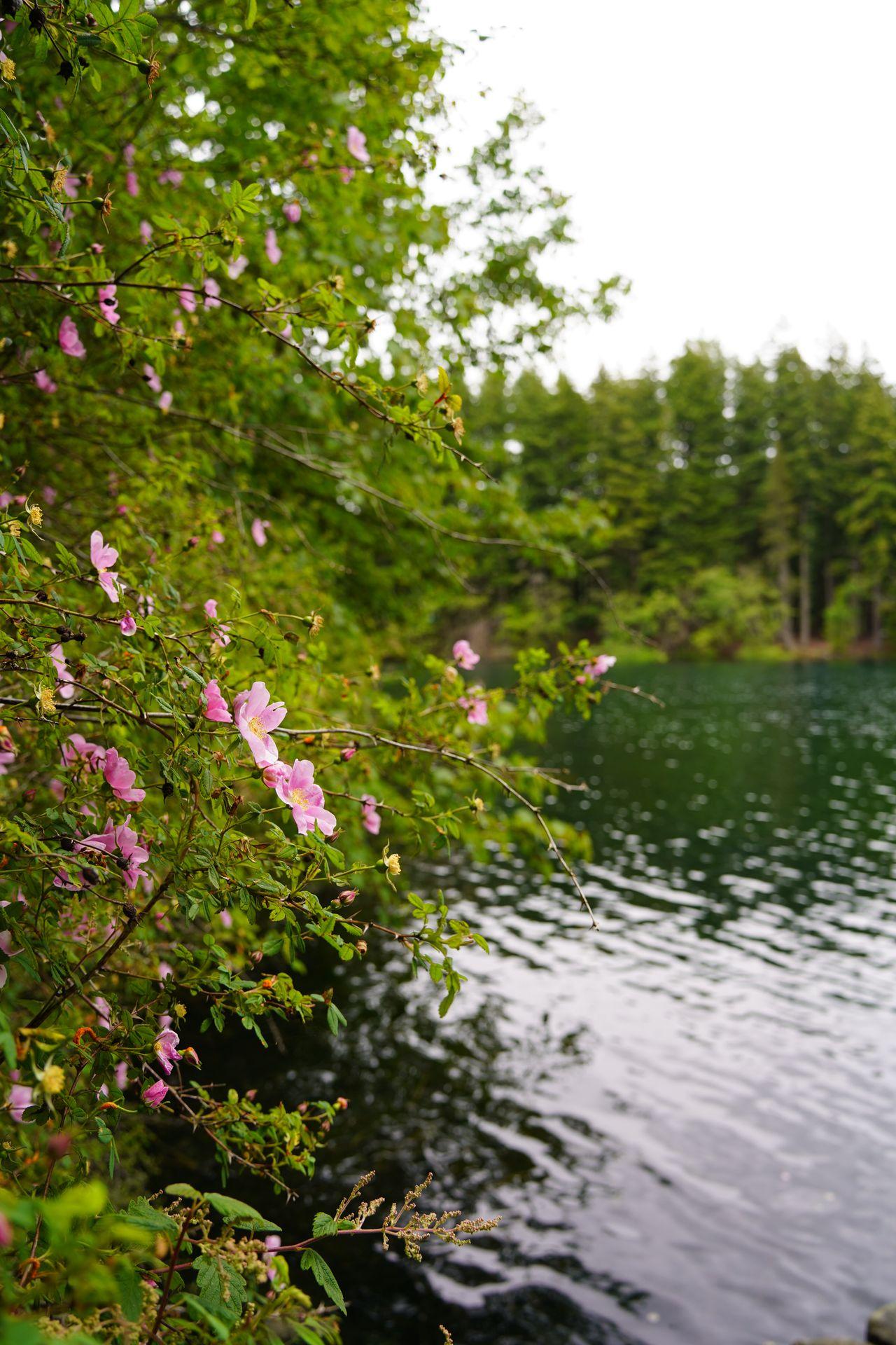 Pink flowers next to Mountain Lake in Moran State Park