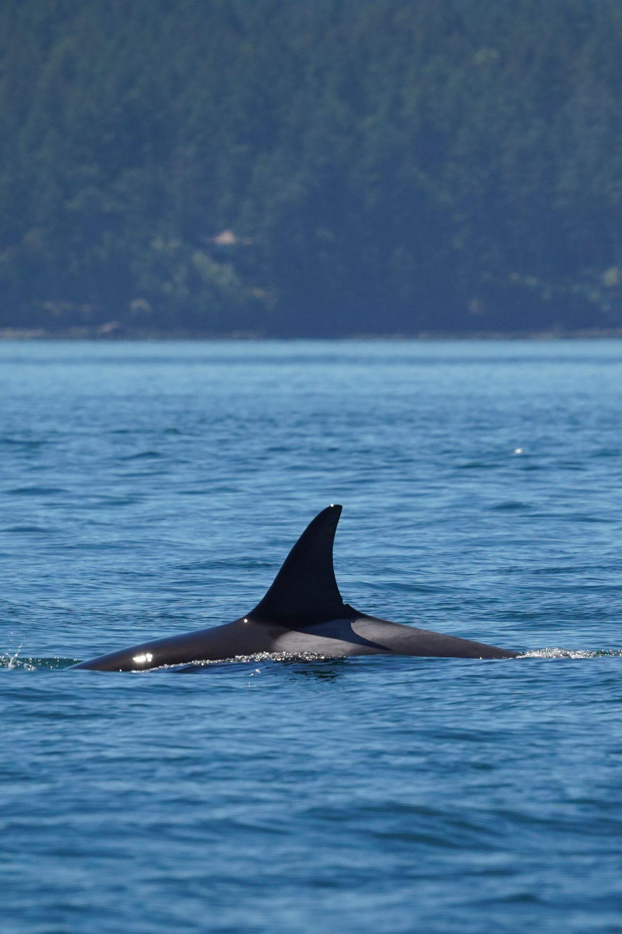 An orca swimming, with it's fin above the water, in the San Juan Islands