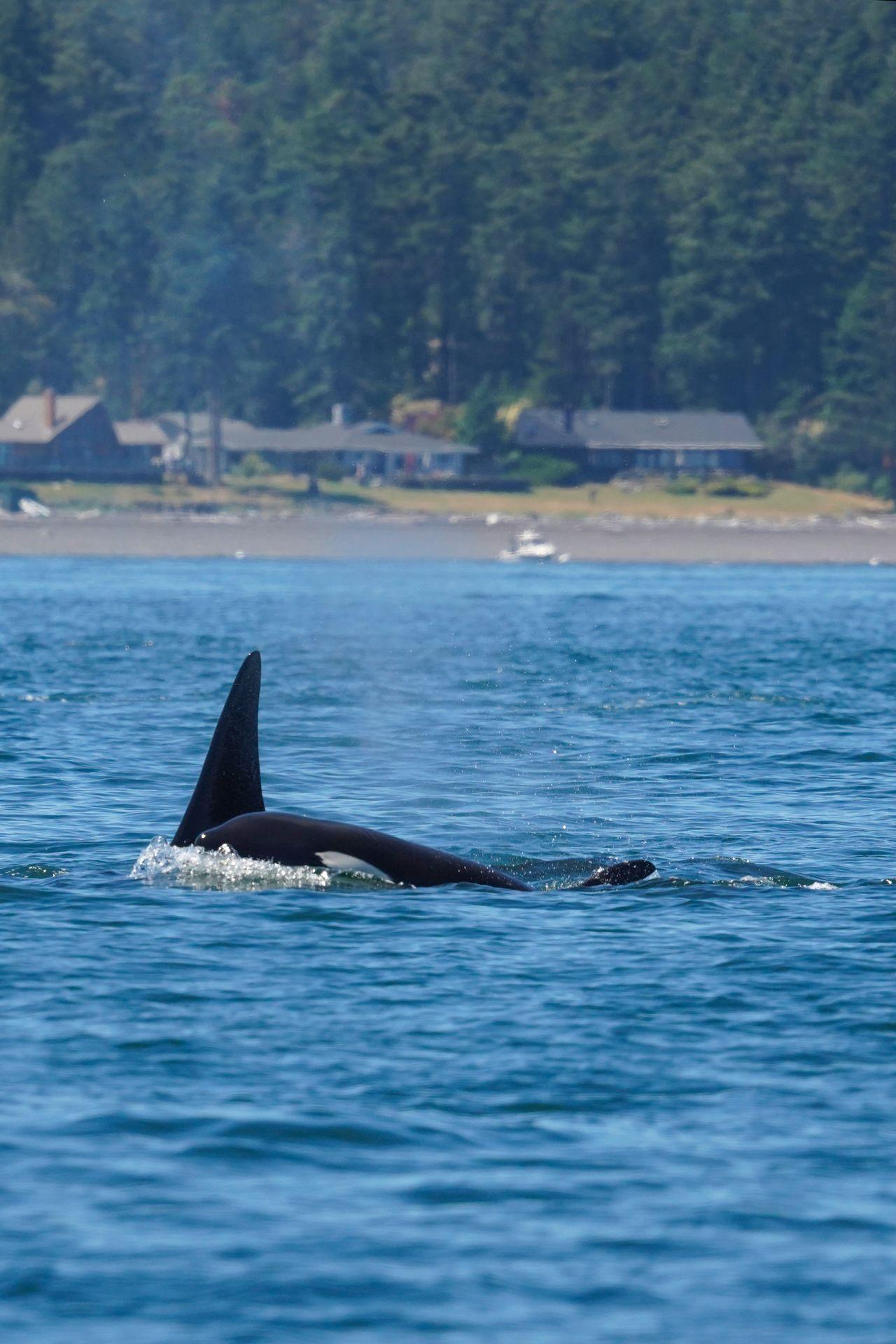 Orcas swimming together in the San Juan Islands