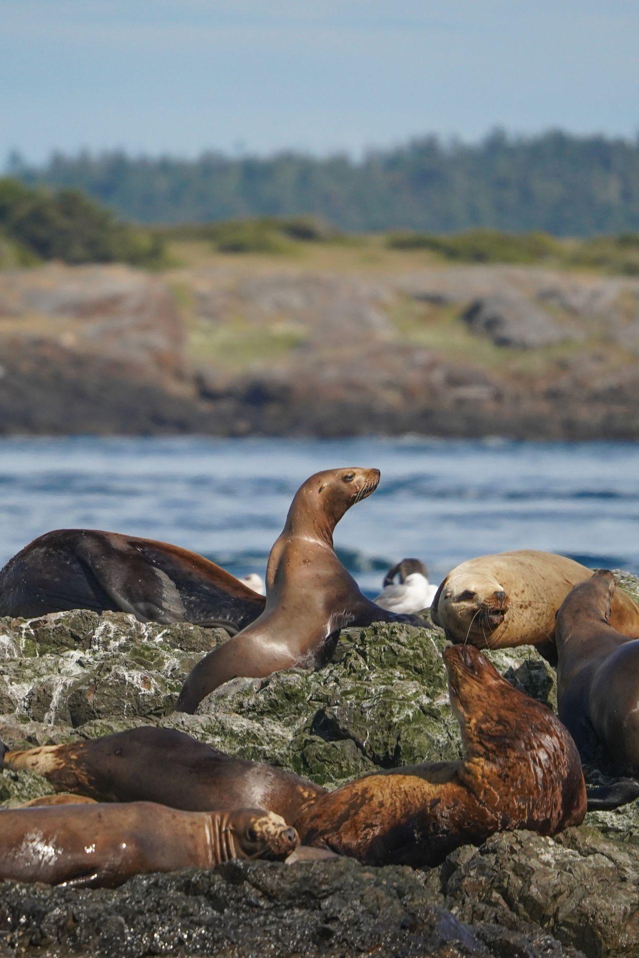 Several sea lions hanging out on a rock