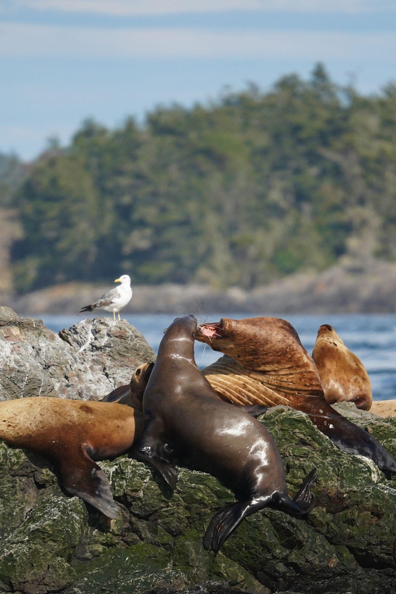 Two sea lions fighting on a rock surrounded by other sea lions