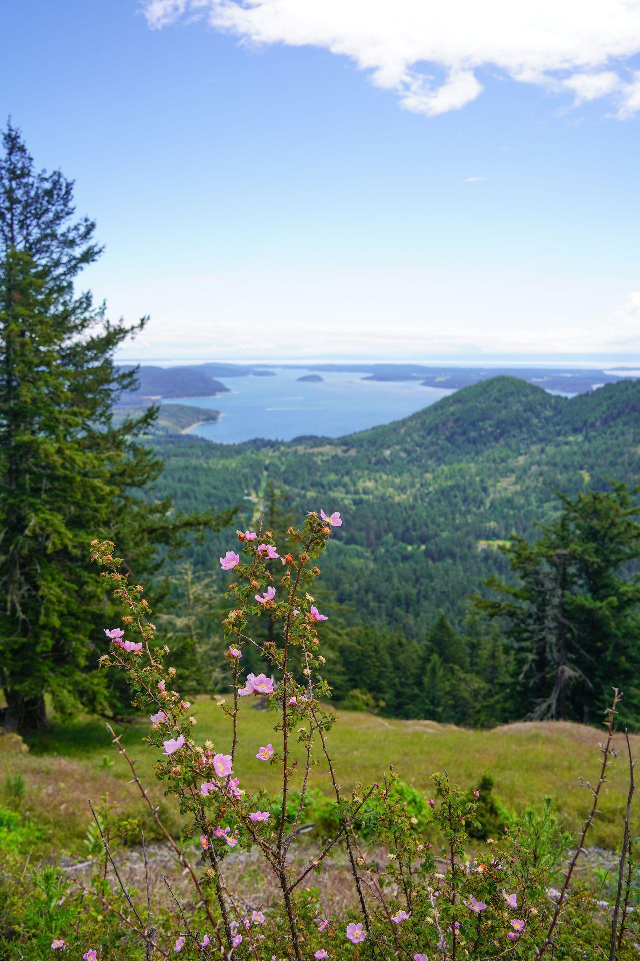 Looking down at green hills and water with a pink flower in the foreground