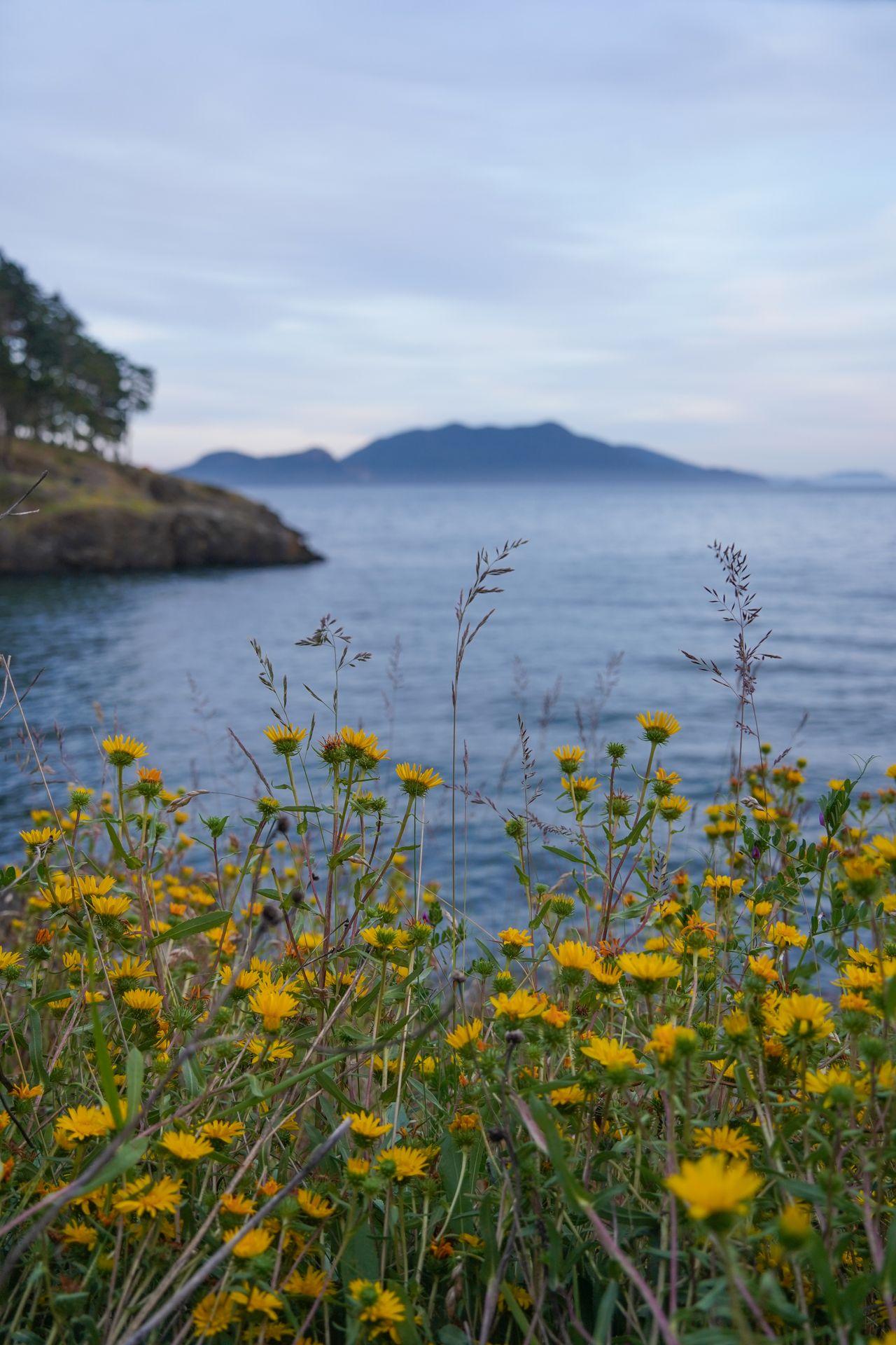 Yellow flowers in front of the ocean on Orcas Island