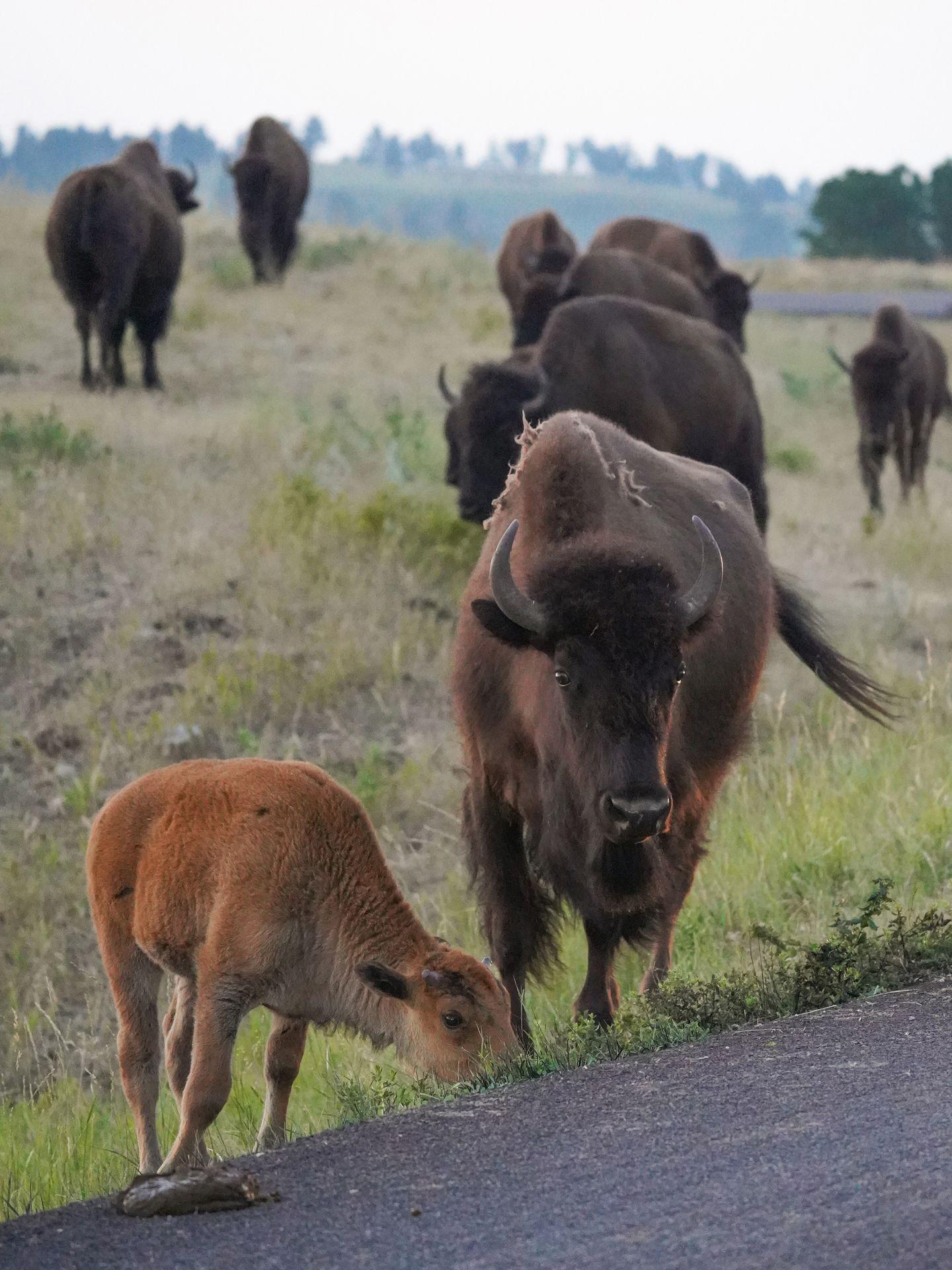 An adult and baby bison on the side of the road.