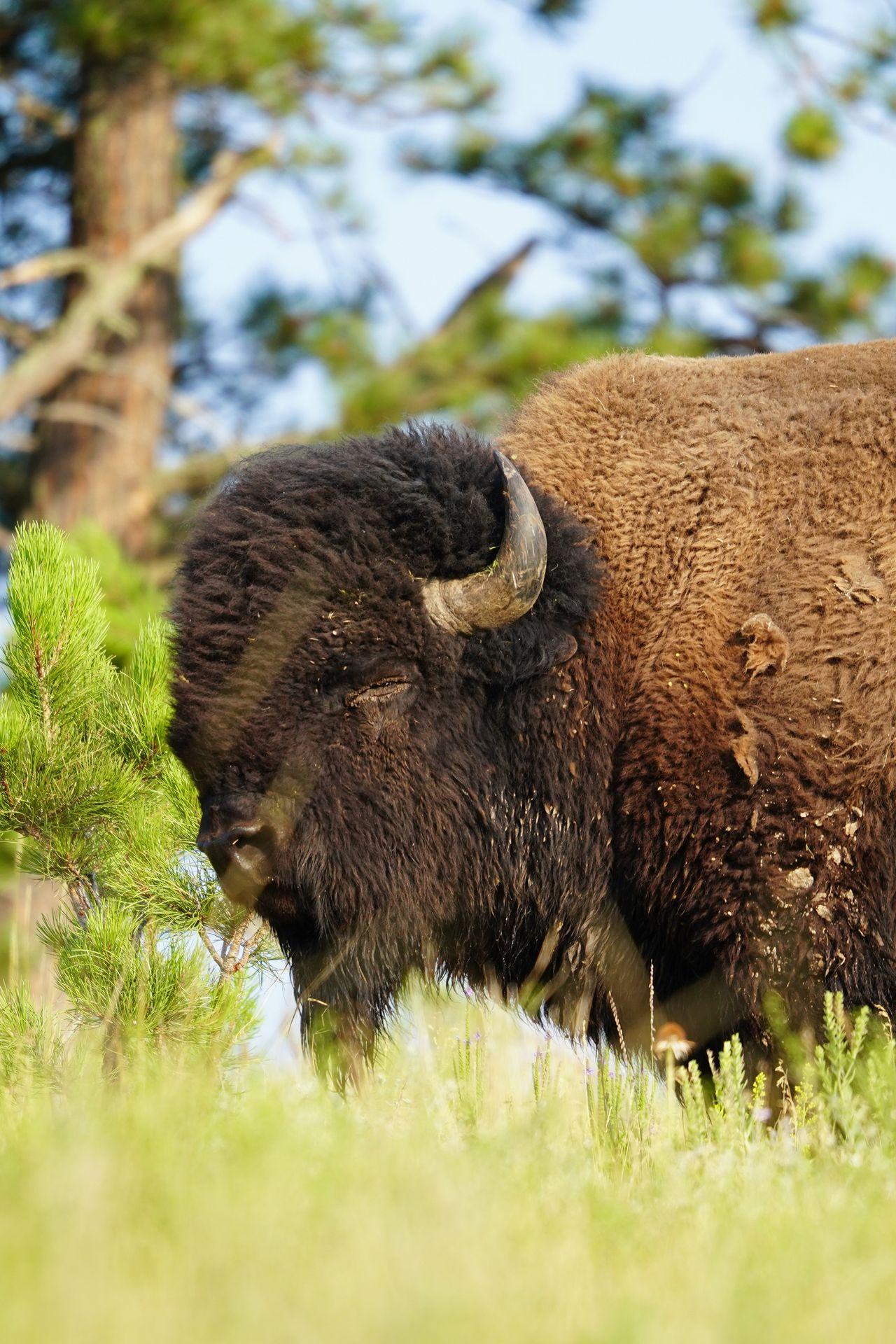 The close up of a bison in Wind Cave National Park