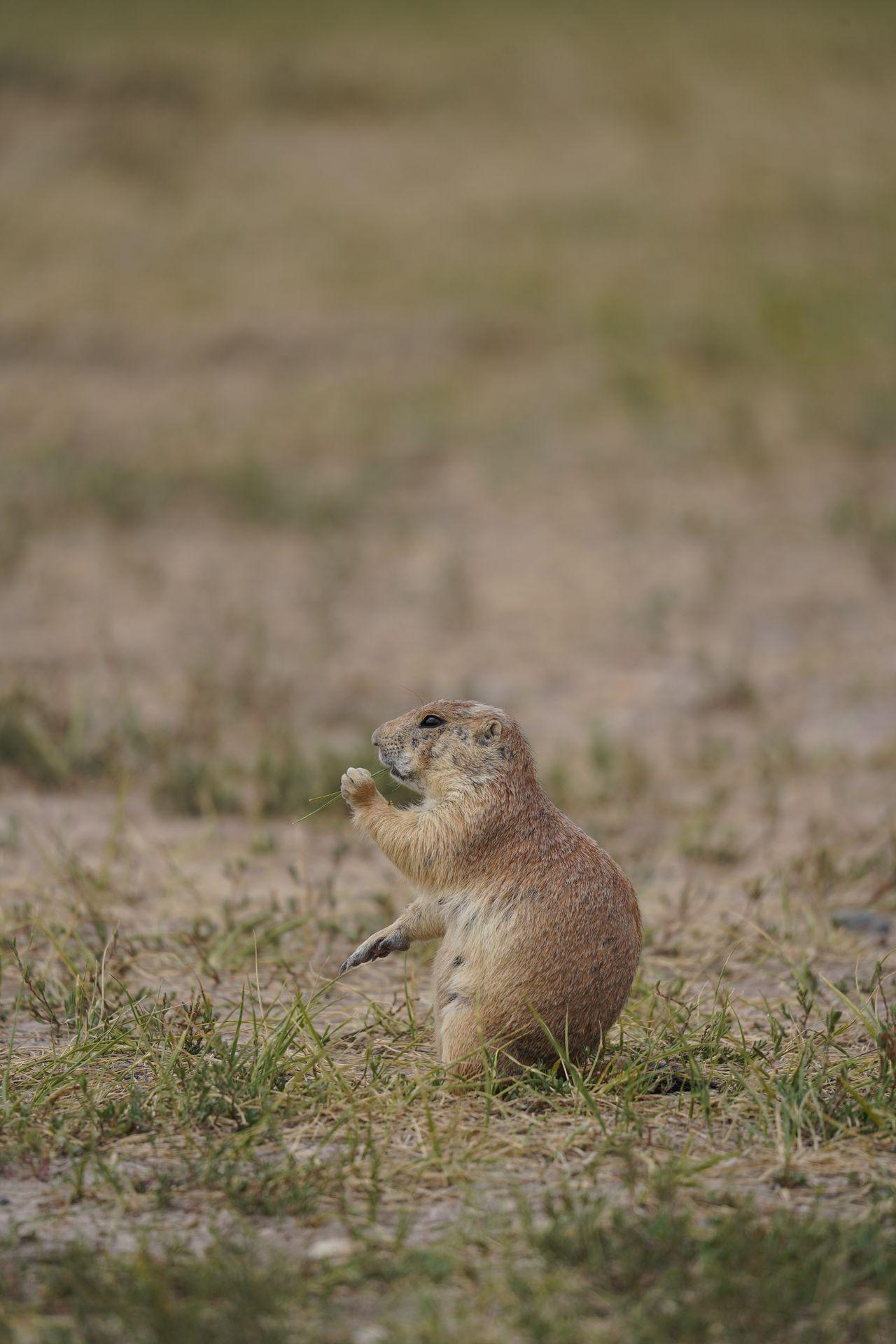 A prairie dog eating a blade of grass at the Roberts Prairie Dog Town