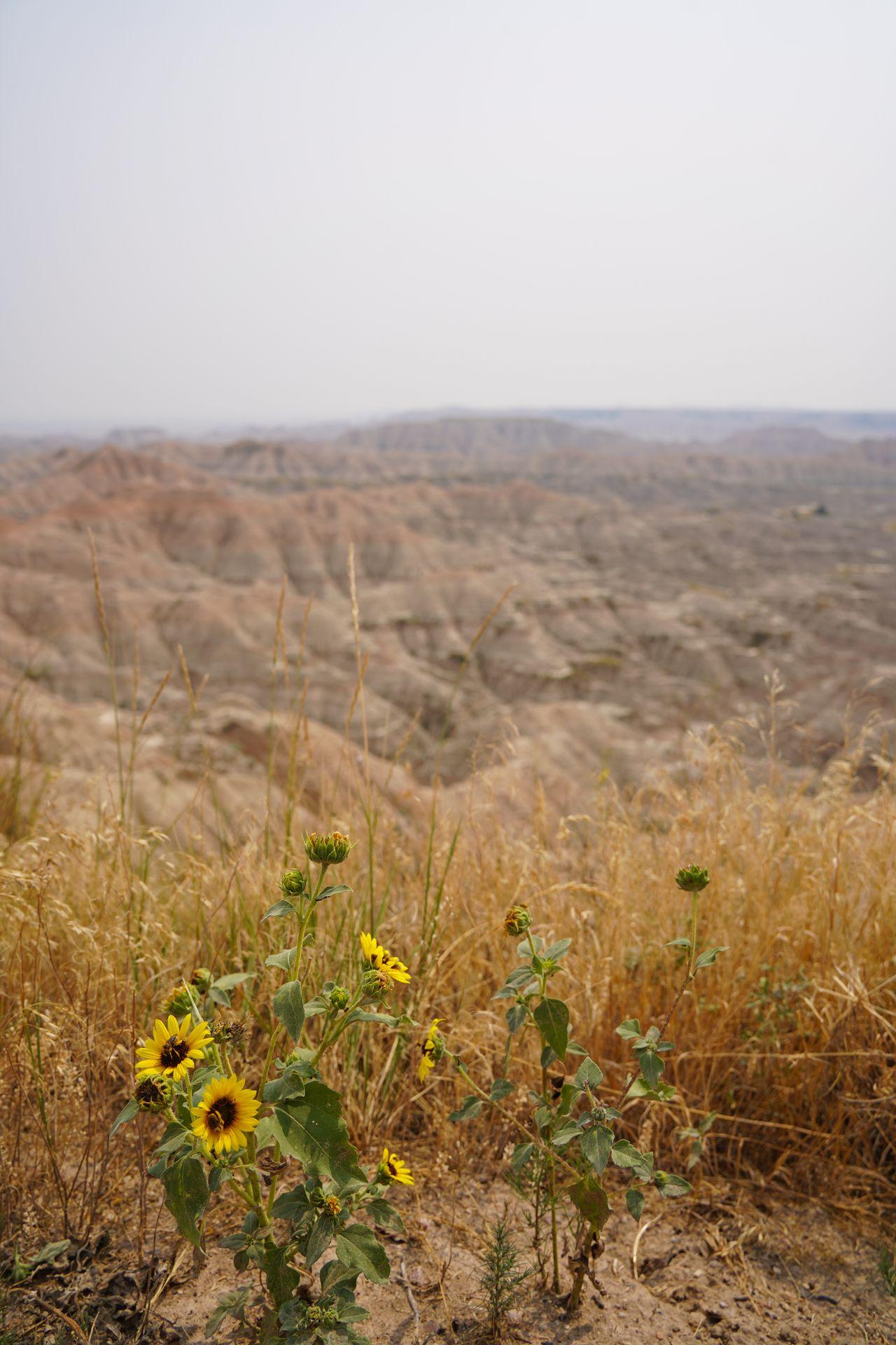 Sunflowers in focus with a view of badlands in the distance at the Hay Butte Overlook