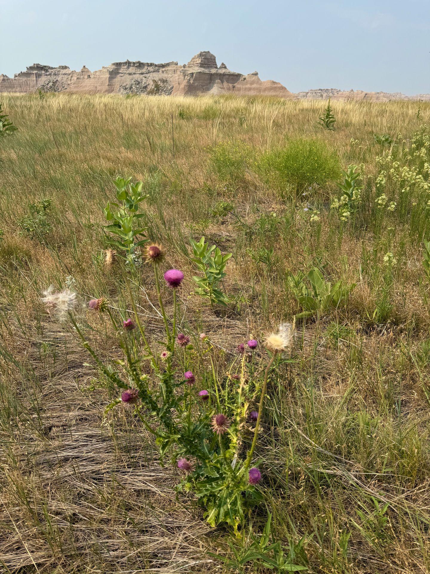 Tall grass and flowers on the Medicine Root Trail