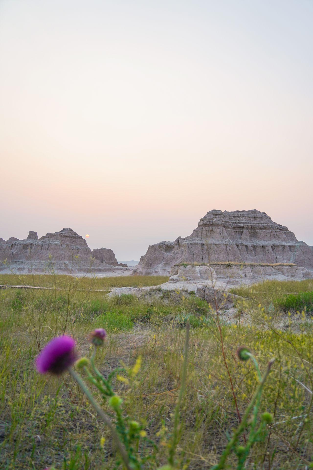 Flowers and grass in the foreground, with badlands and a hazy sunrise in the distance.