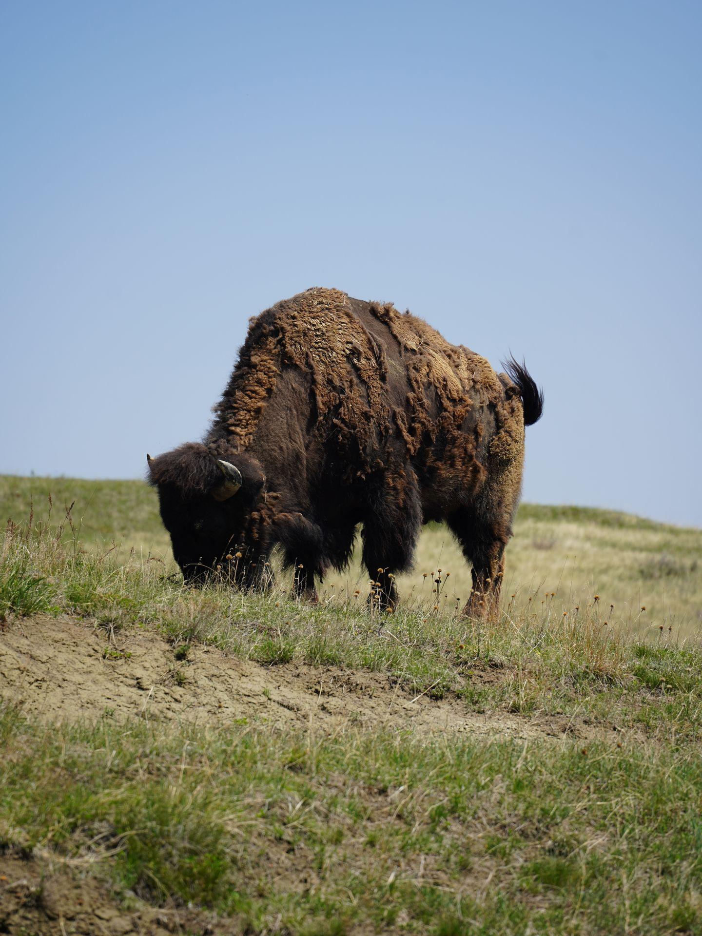 A bison with shedding fur grazing on some grass