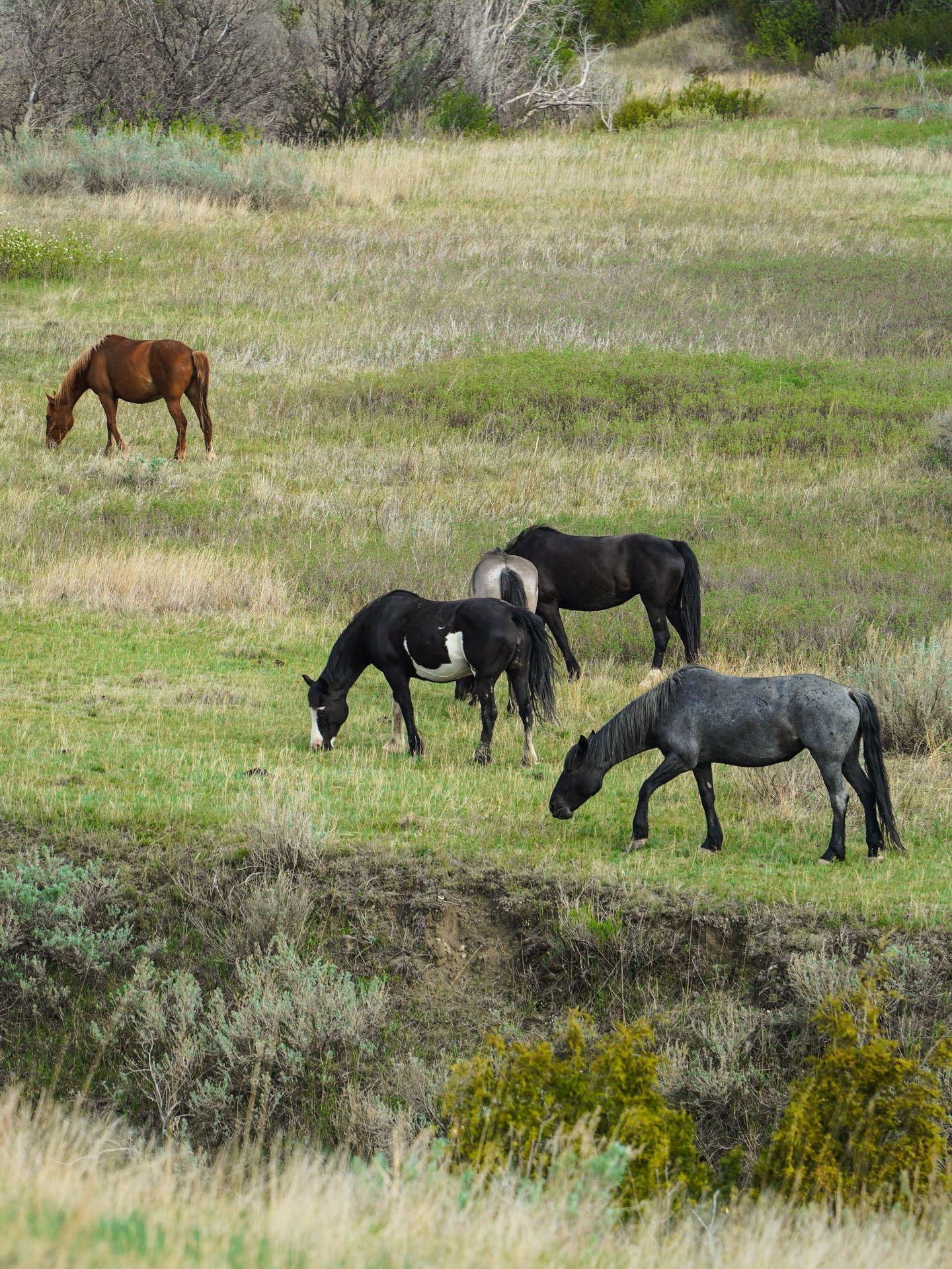 Four feral horses grazing in Theodore Roosevelt National Park