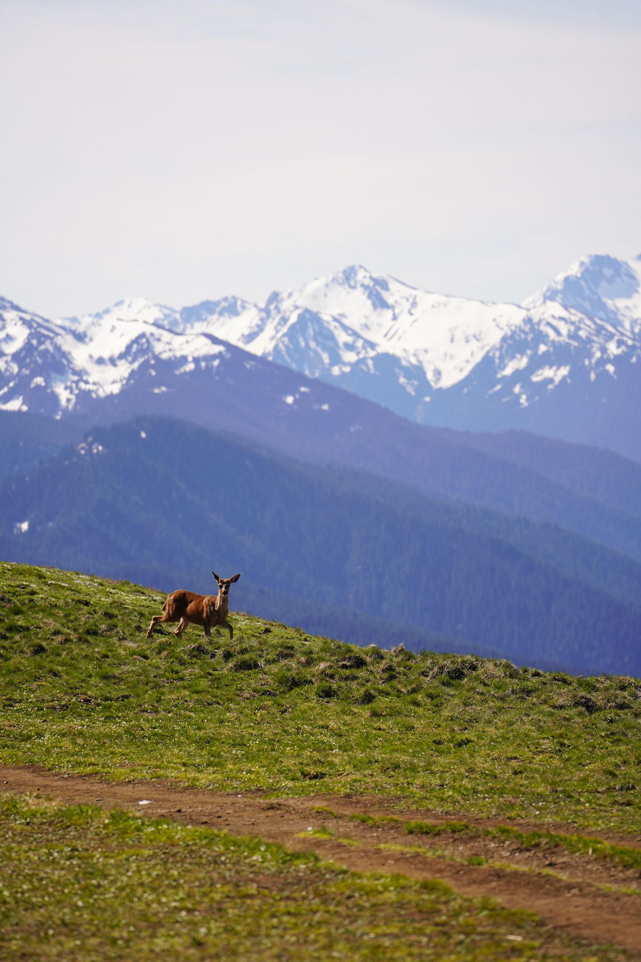A deer prancing on the Hurricane Hill trail at Hurricane Ridge