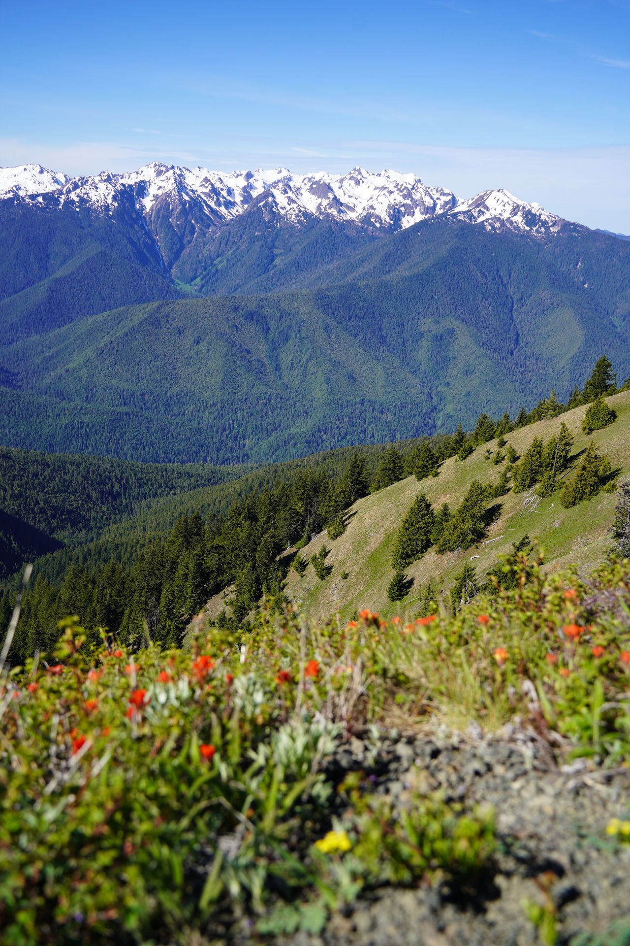 Red flowers in the foreground with snow capped mountains in the distance at Hurricane Hill