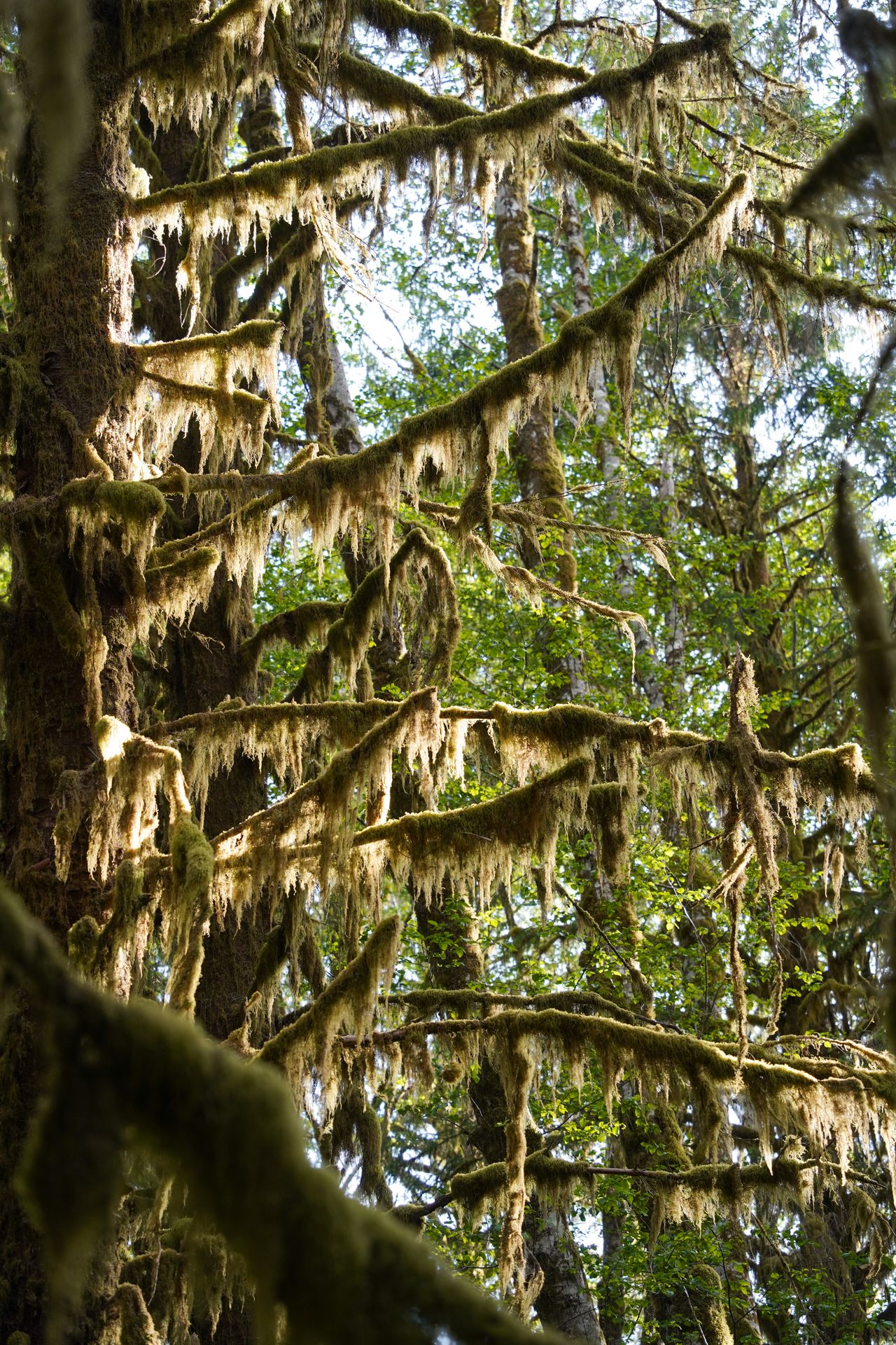 A close up view of branches dripping with thick moss