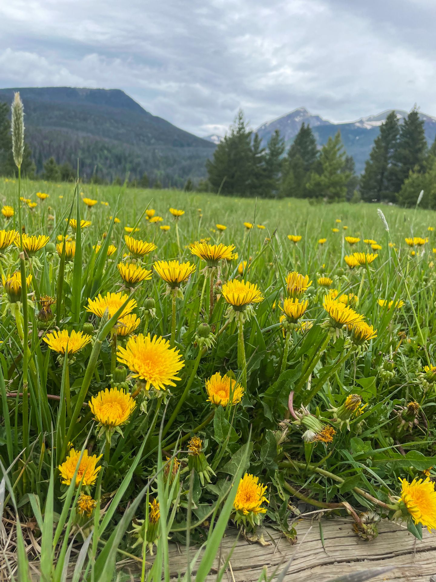 Yellow wildflowers in the Coyote Valley area of Rocky Mountain National Park.