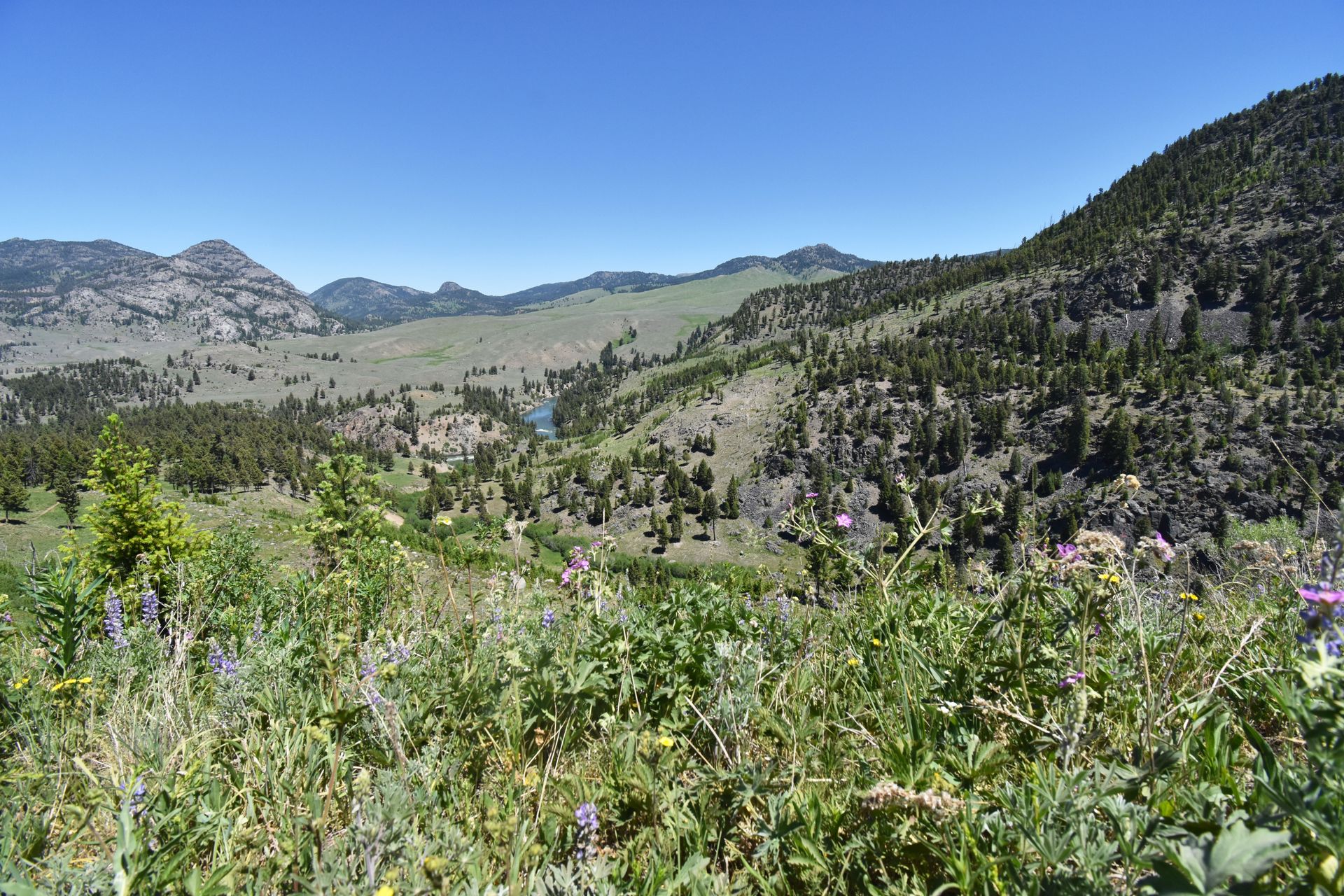 A view of rolling green hills and trees from the Hellroaring Suspension Bridge trail.