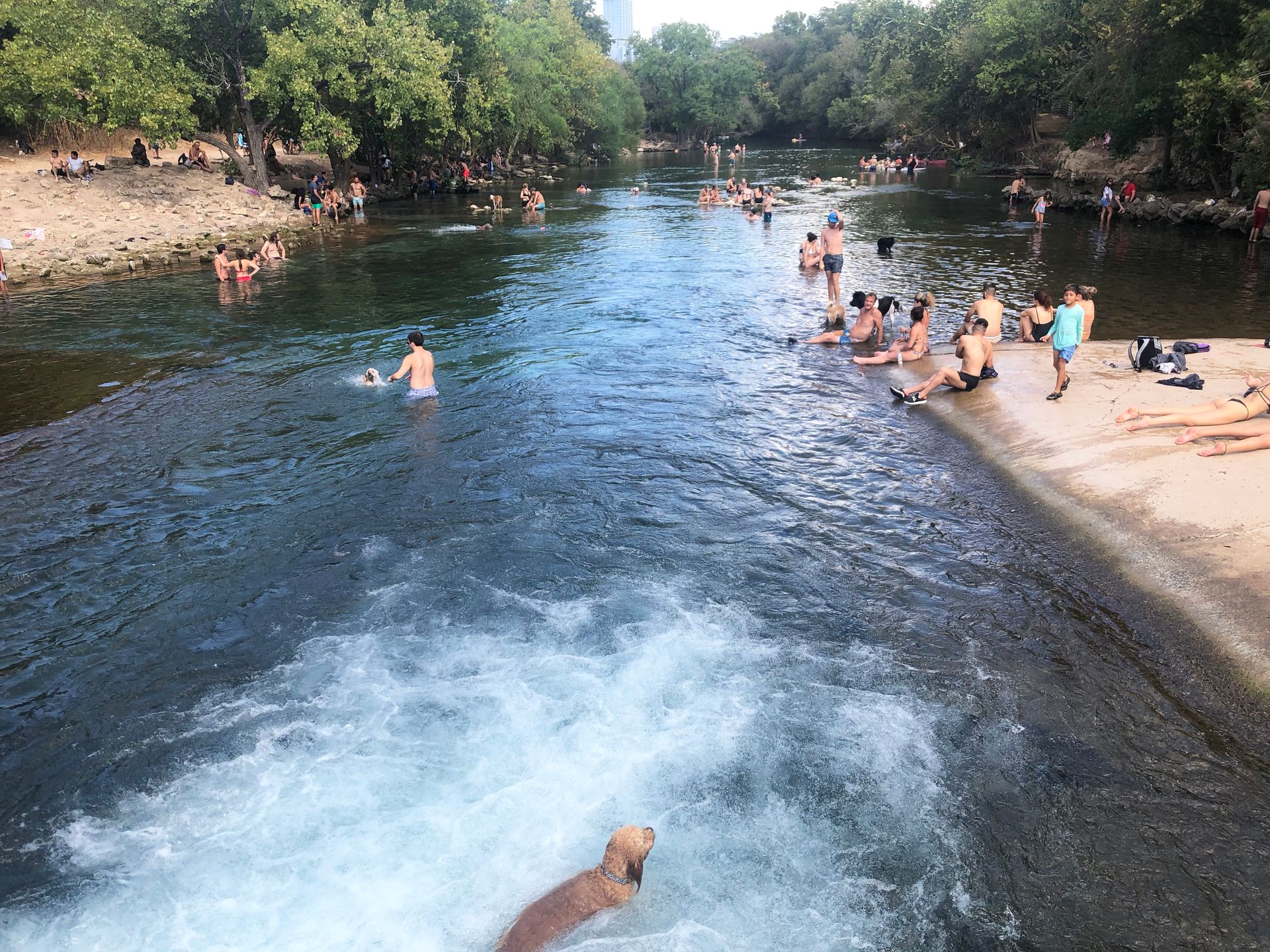 A dog swimming in the water right outside of Barton Springs. Several people sit on the shore surrounding the water.