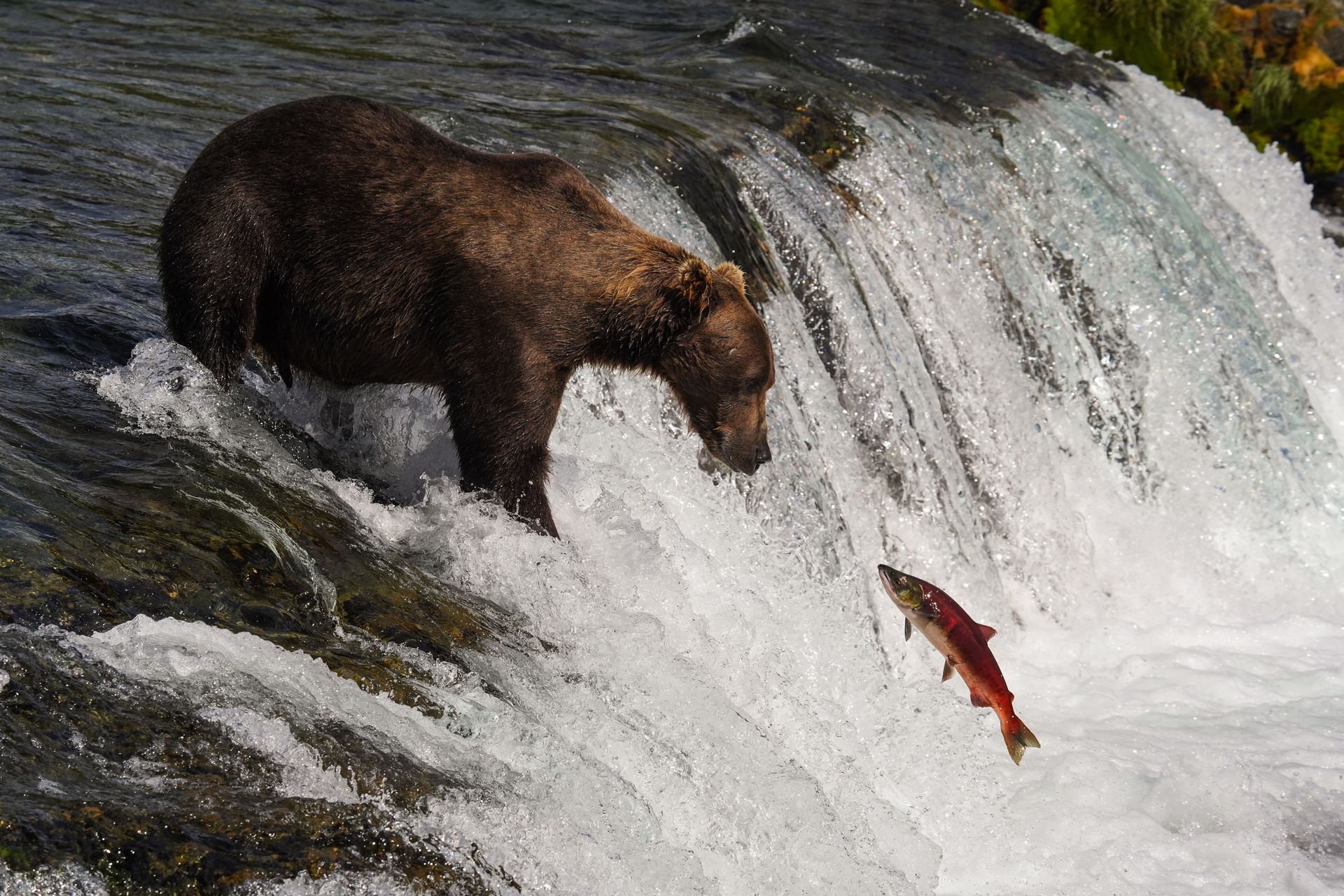 A brown bear staring a sockeye salmon in the air from the top of Brooks Falls