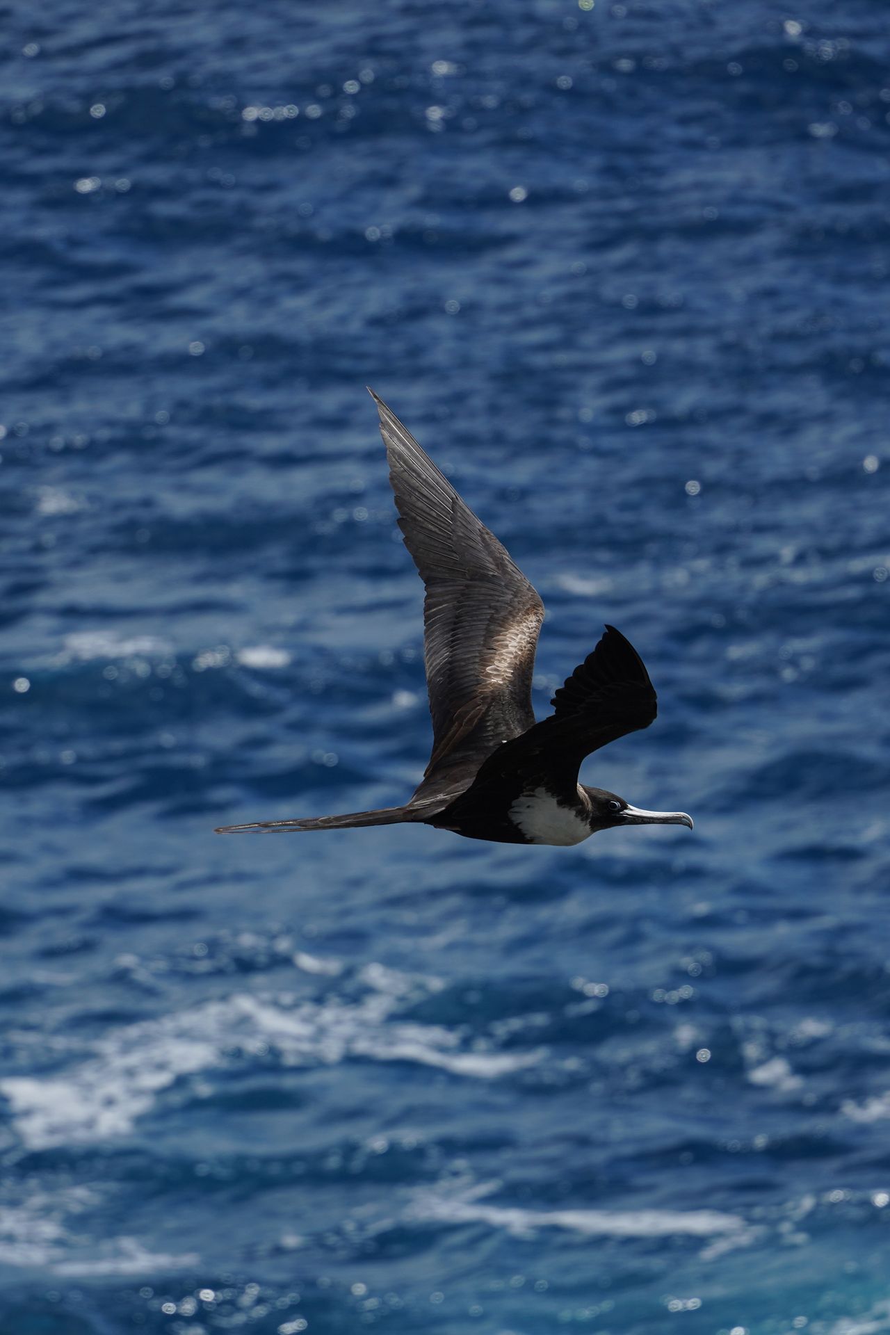 A brown boobie flying by, seen from the coast in American Samoa